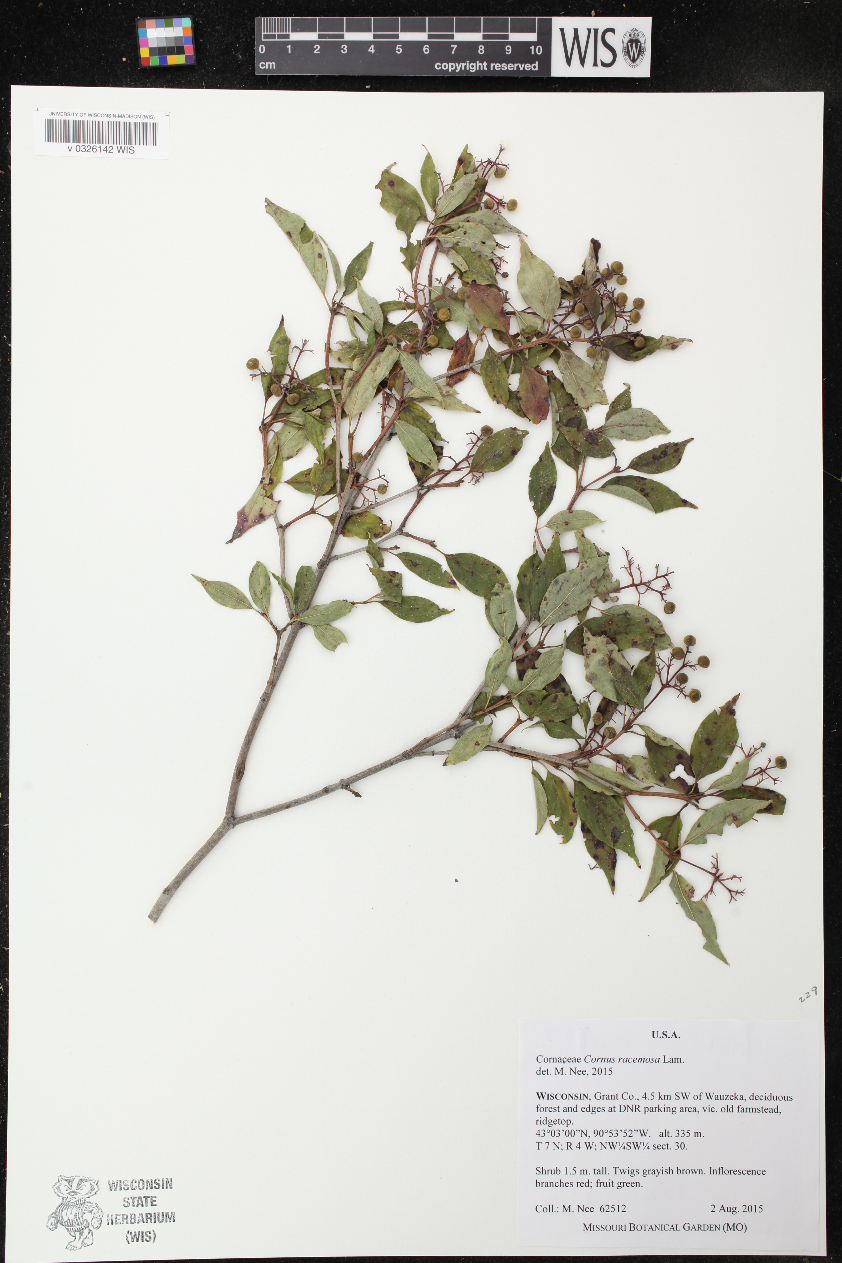 Cornus foemina subsp. racemosa image