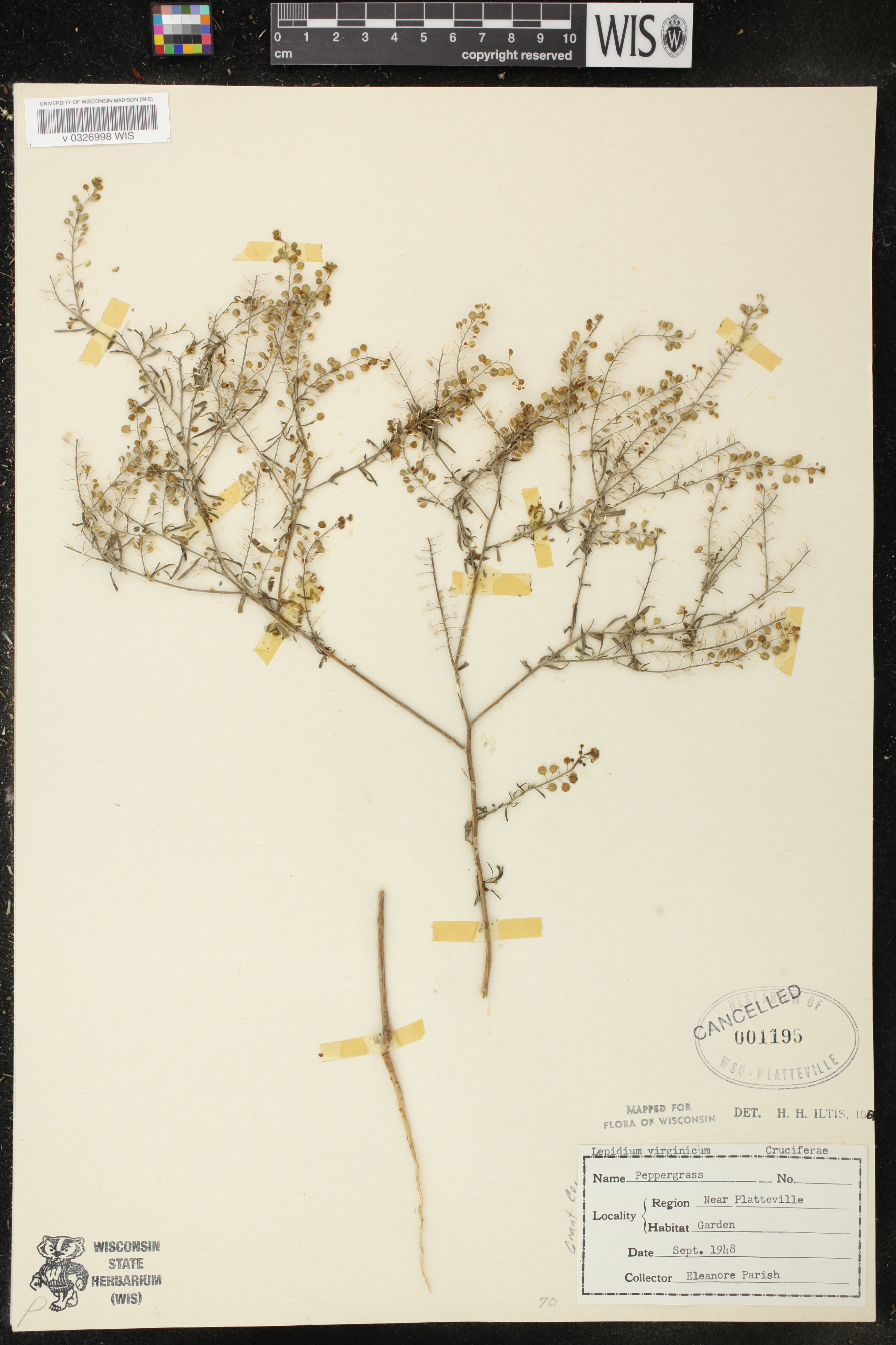 Lepidium virginicum image