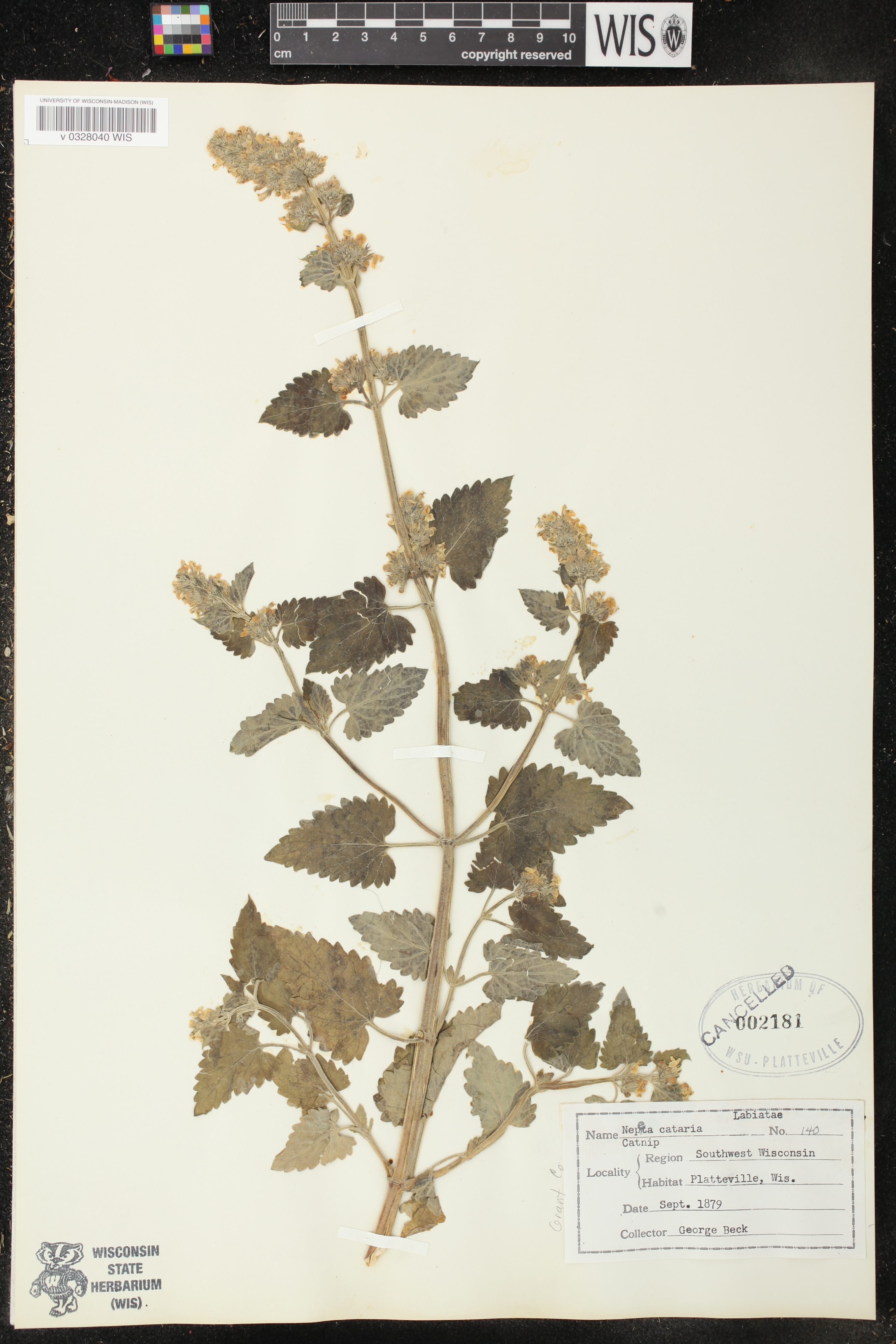 Nepeta cataria image