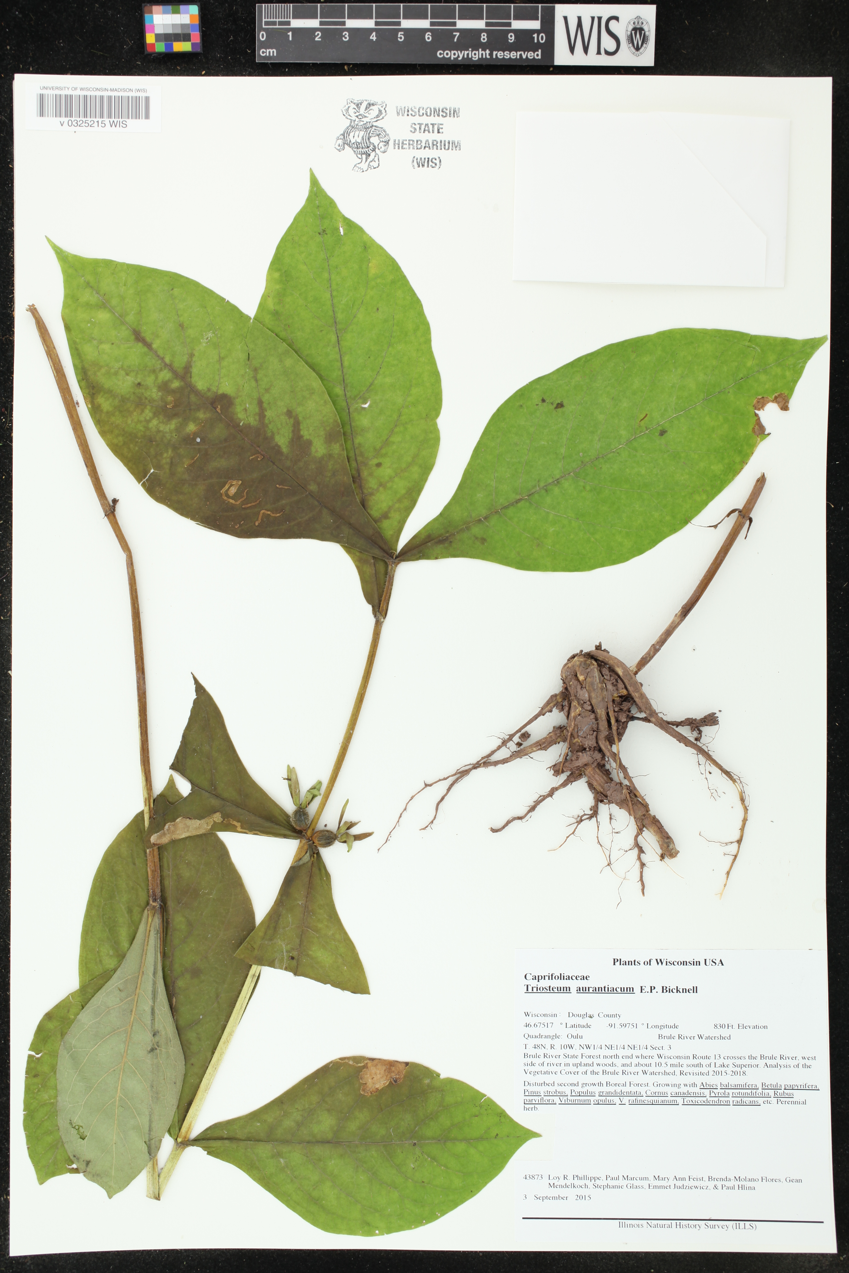 Triosteum aurantiacum image