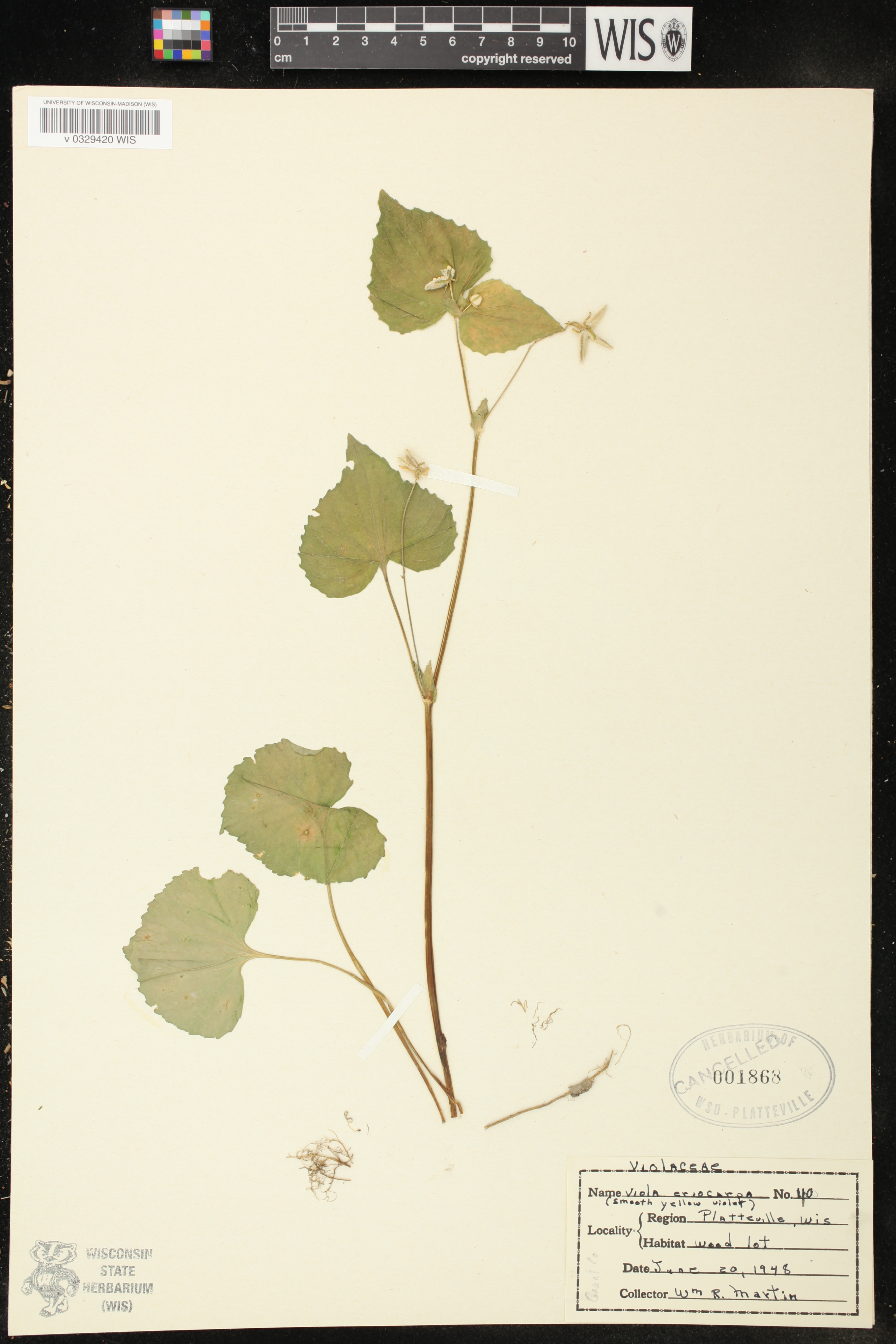 Viola pubescens var. scabriuscula image