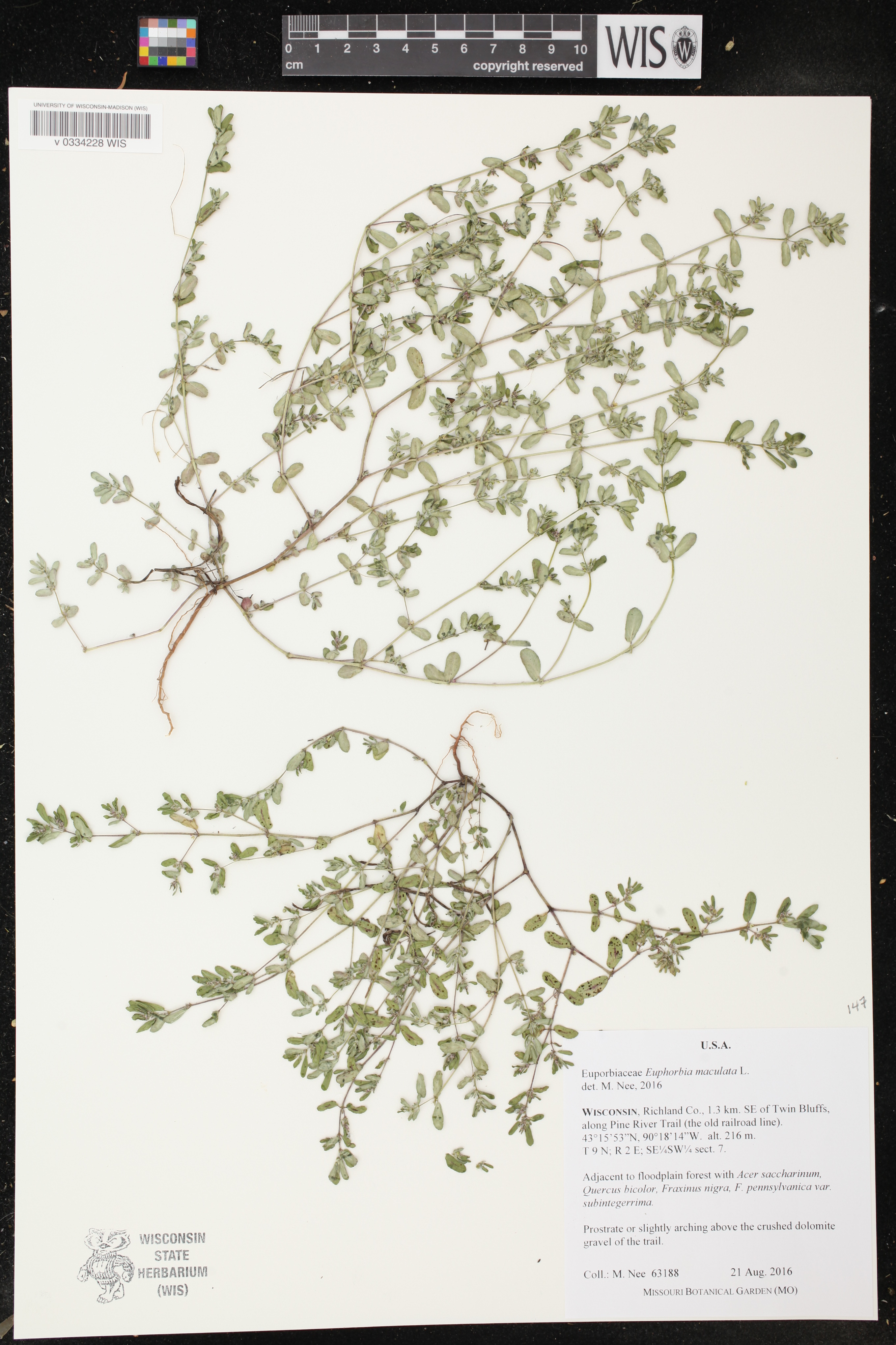 Euphorbia maculata image