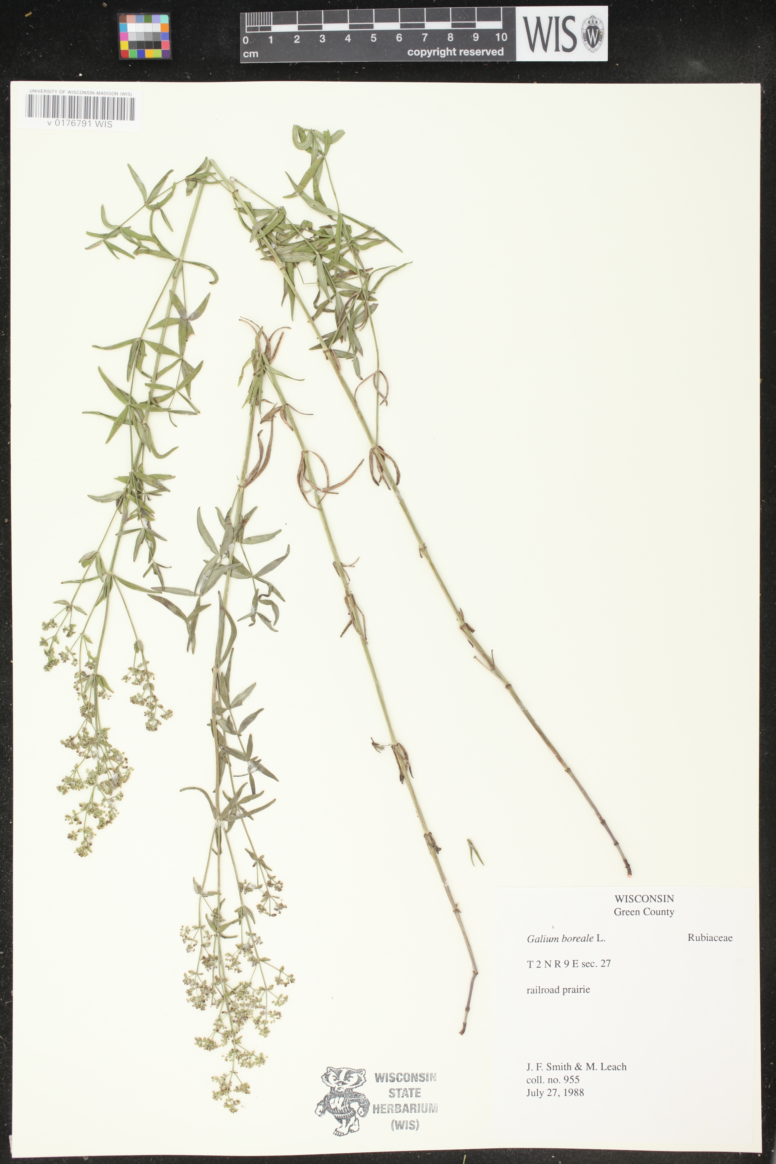 Galium boreale image