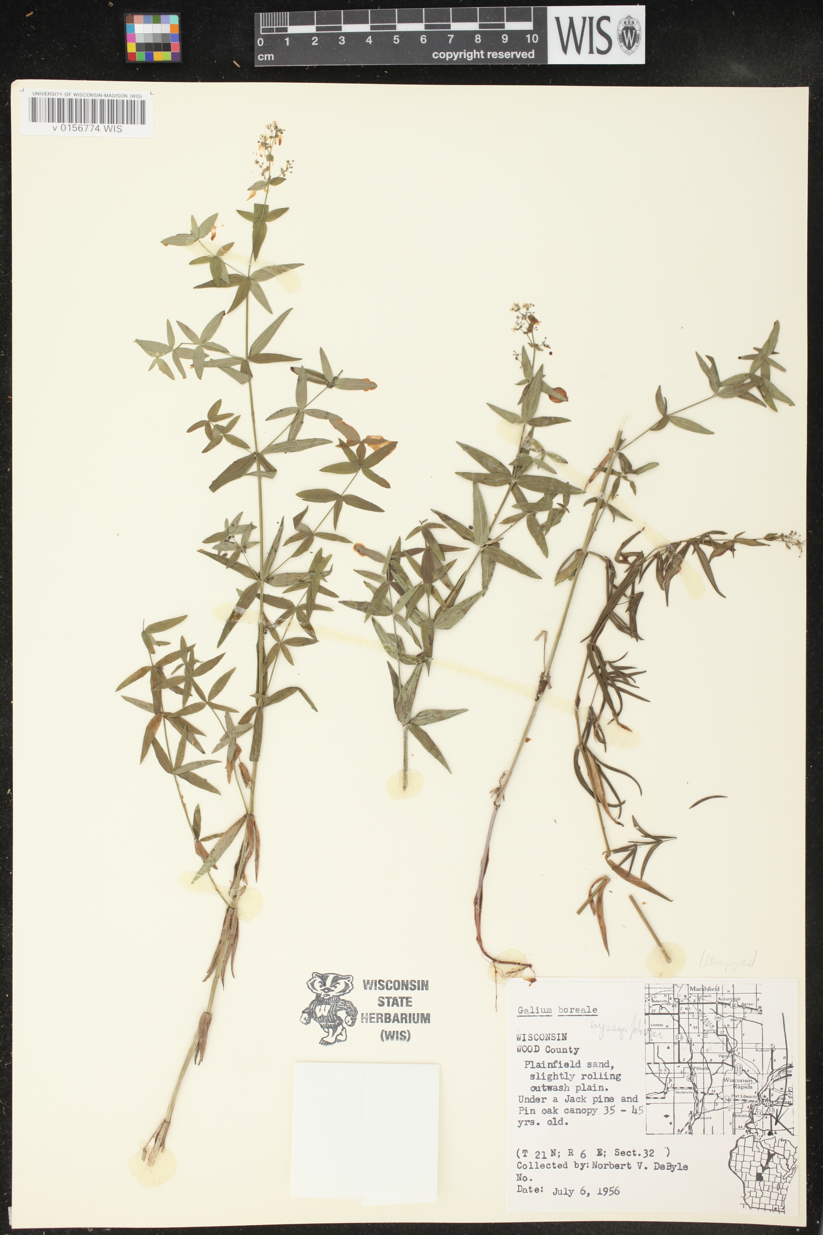 Galium boreale image