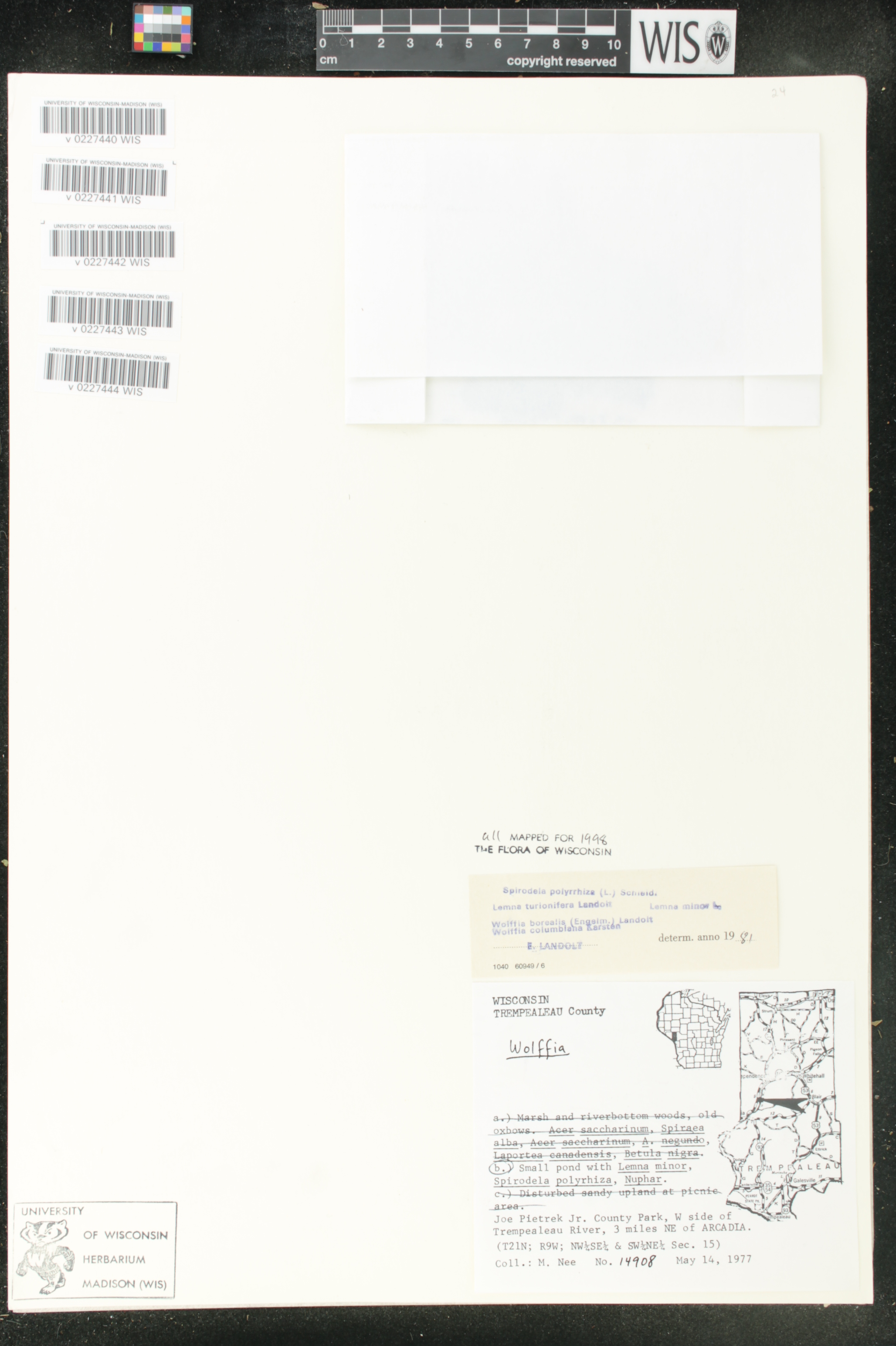 Wolffia columbiana image