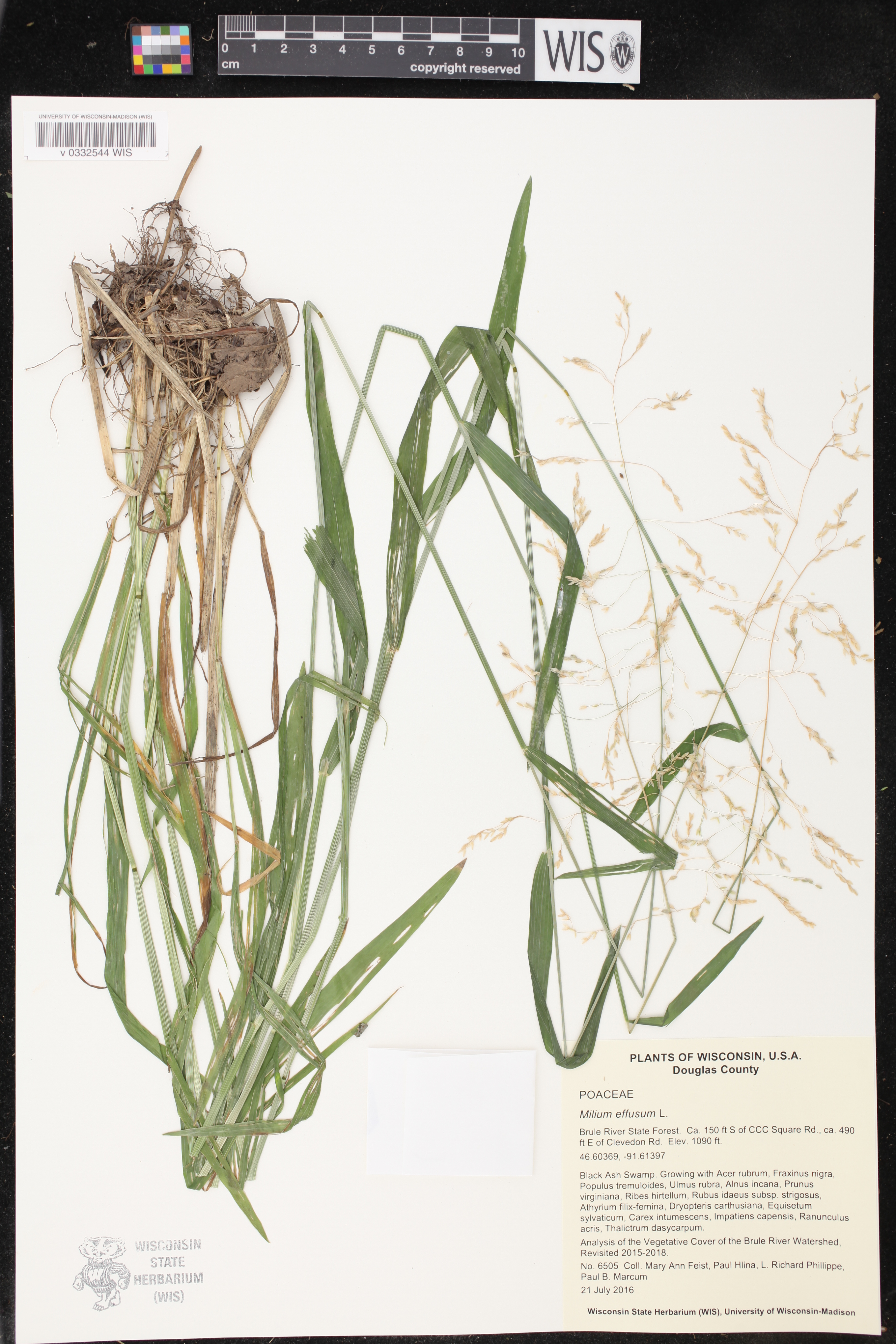 Milium effusum image