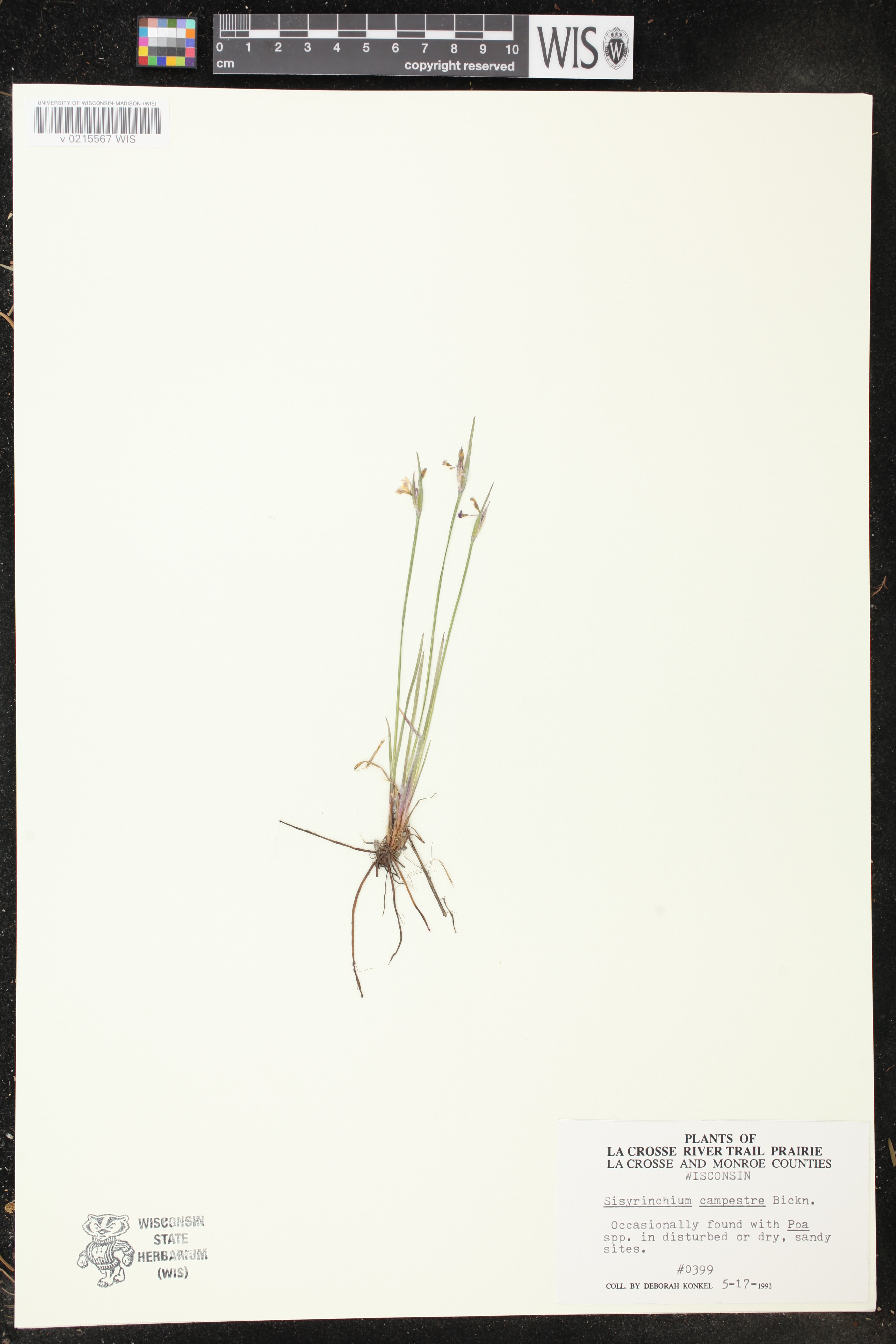 Sisyrinchium campestre image