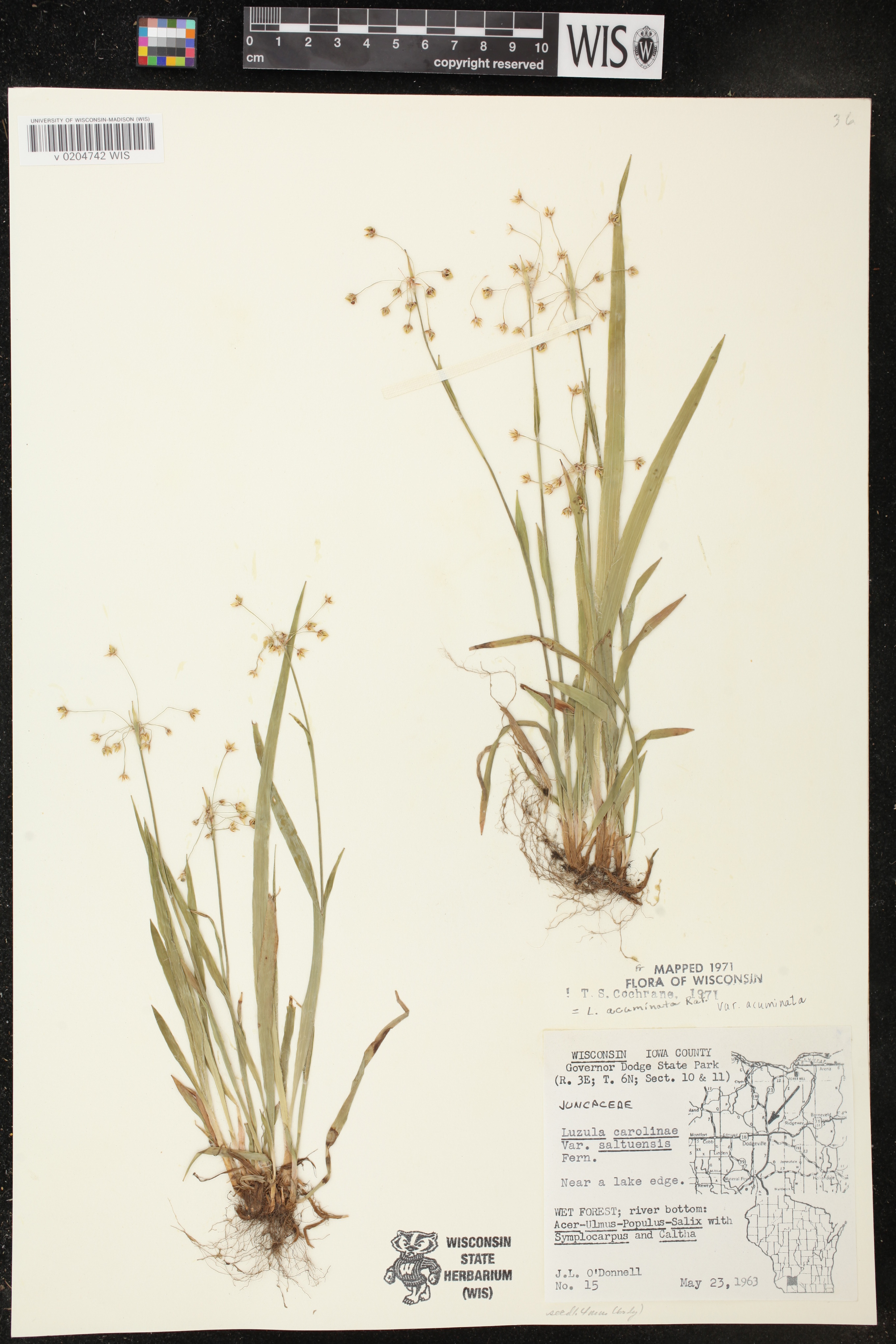 Luzula acuminata image