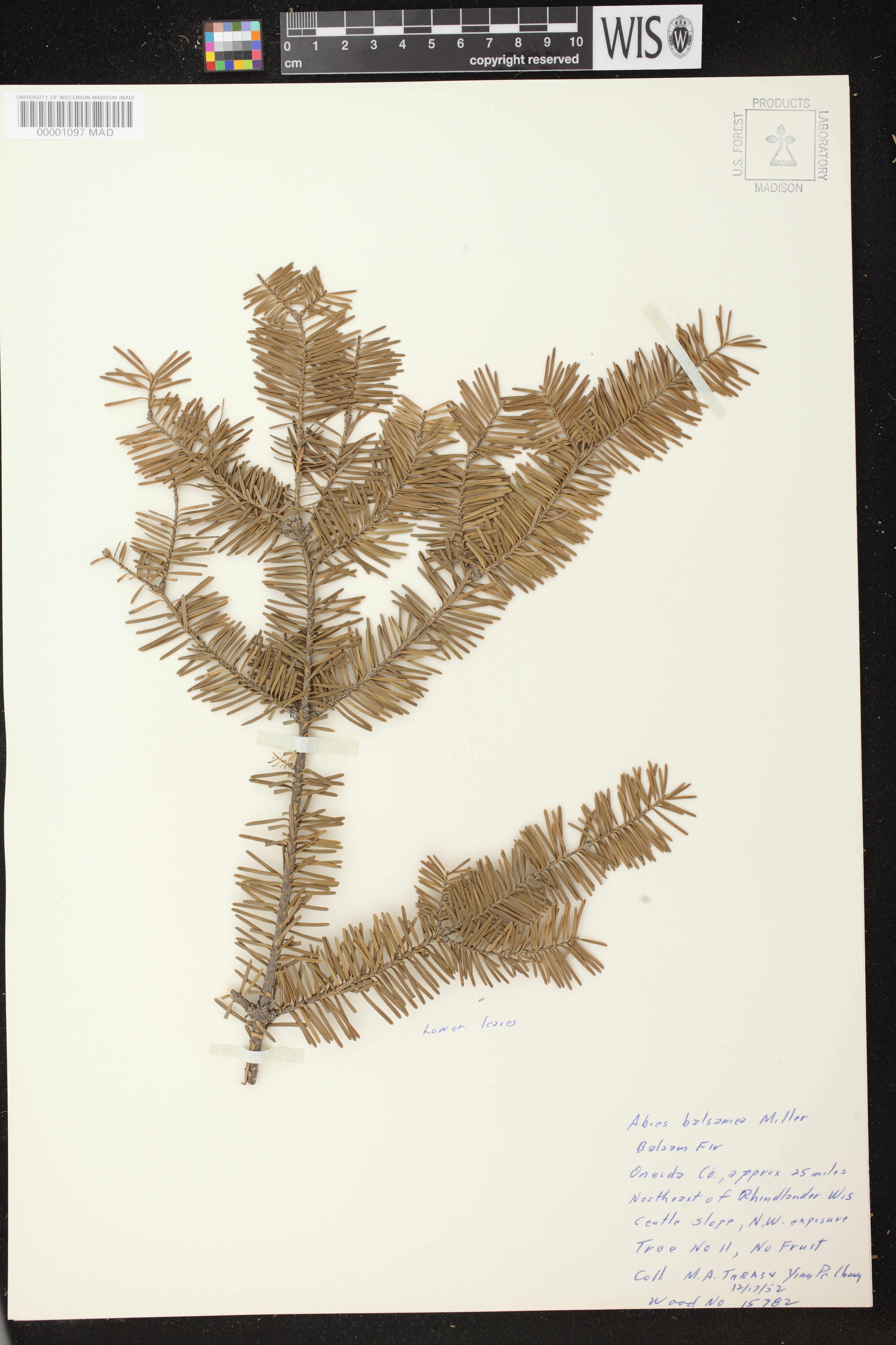 Abies balsamea image