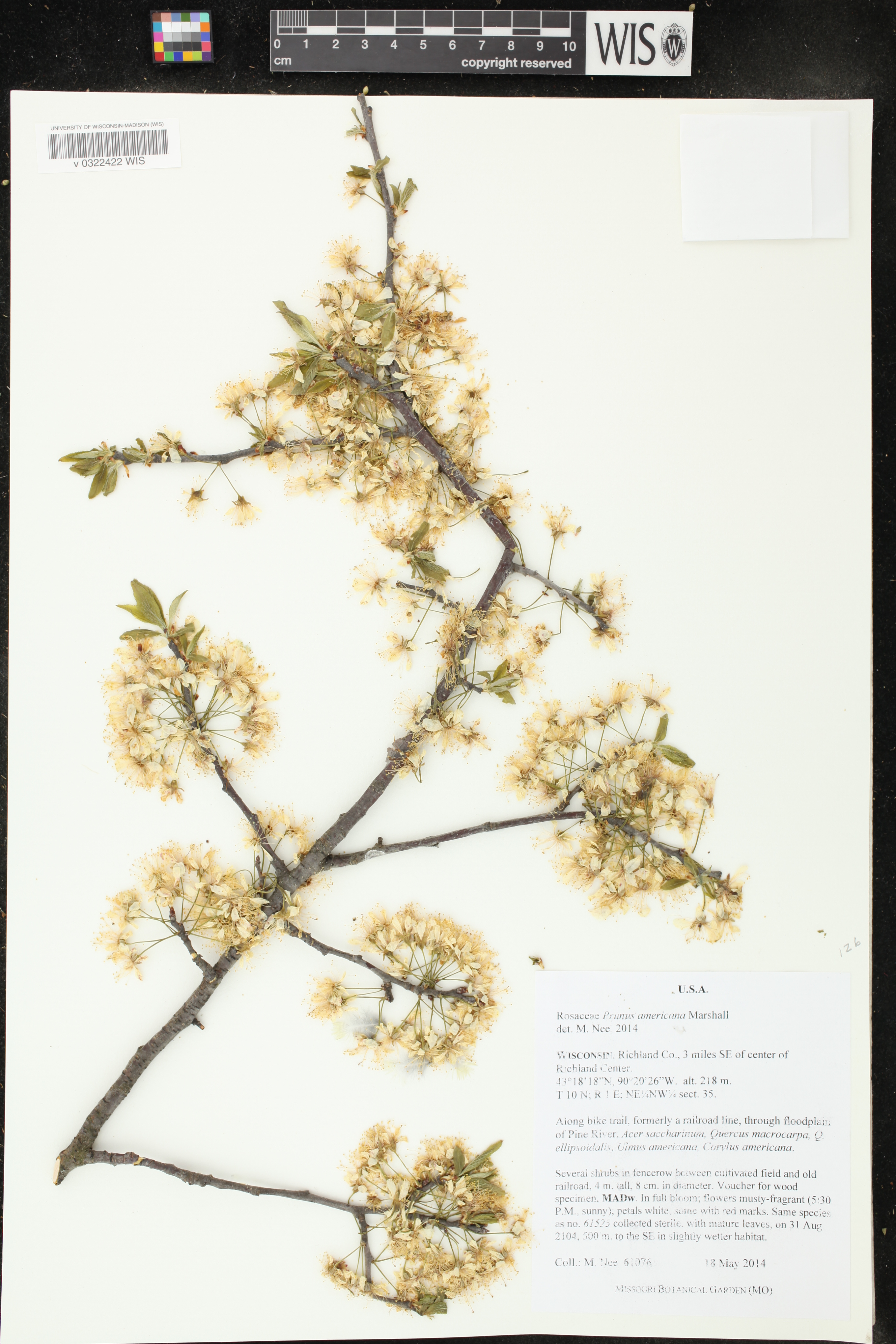 Prunus americana image