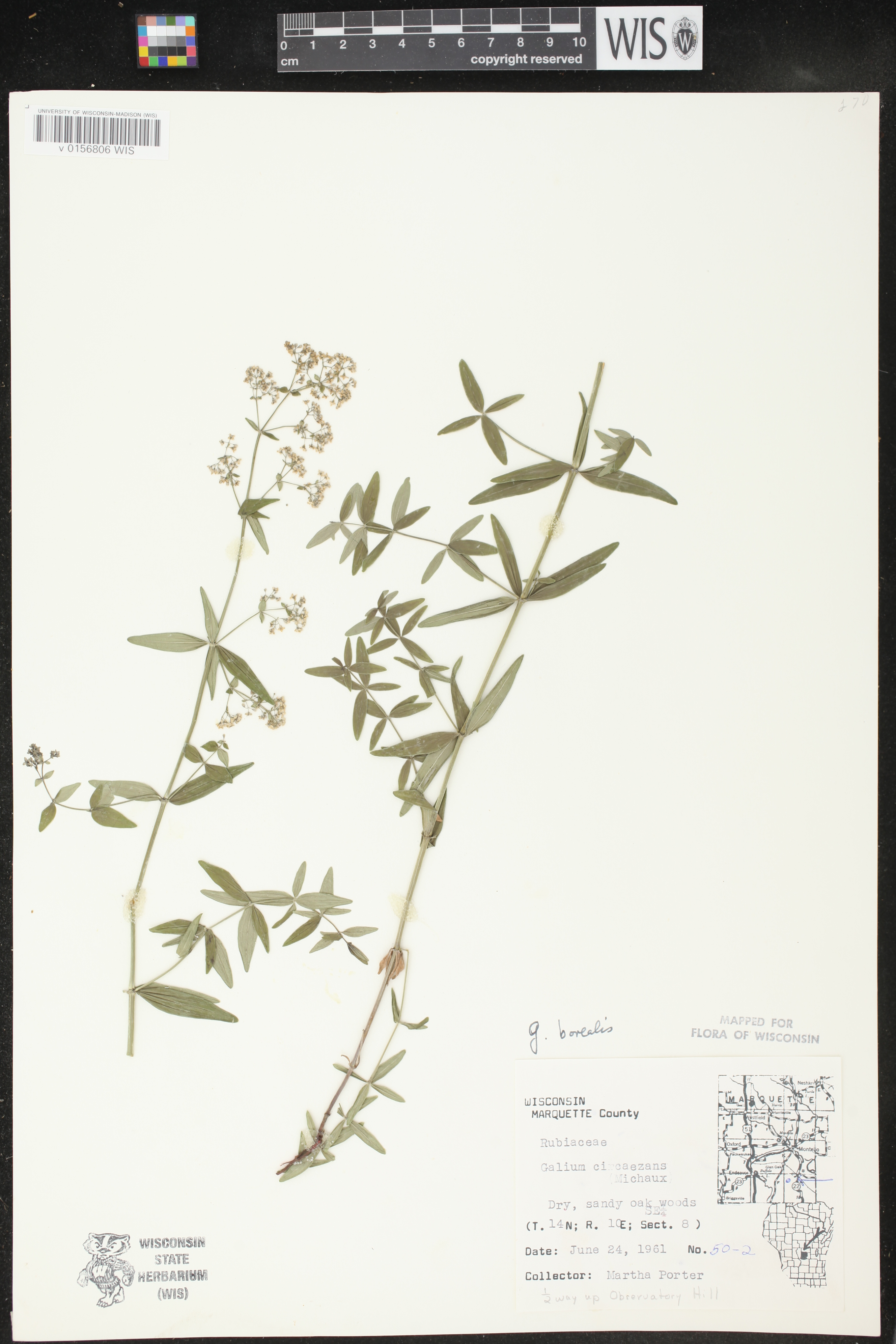 Galium boreale image