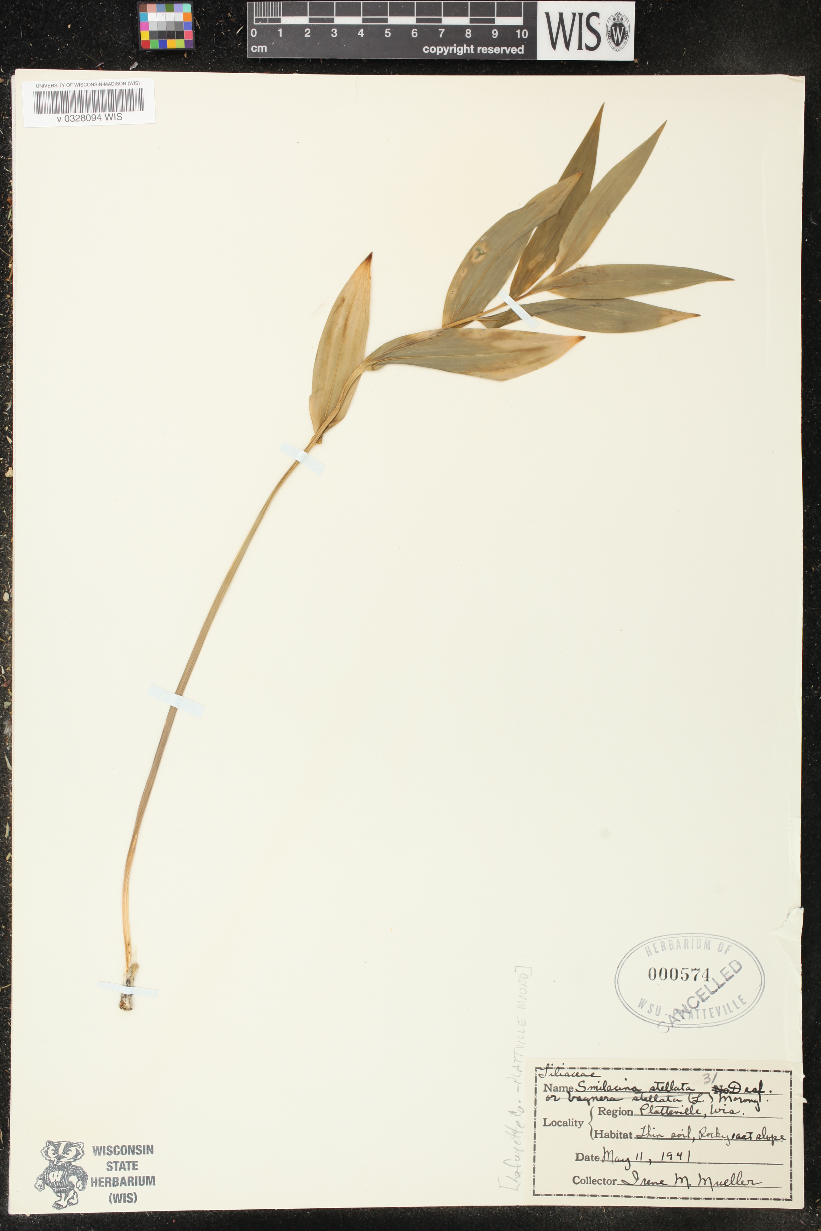 Maianthemum stellatum image