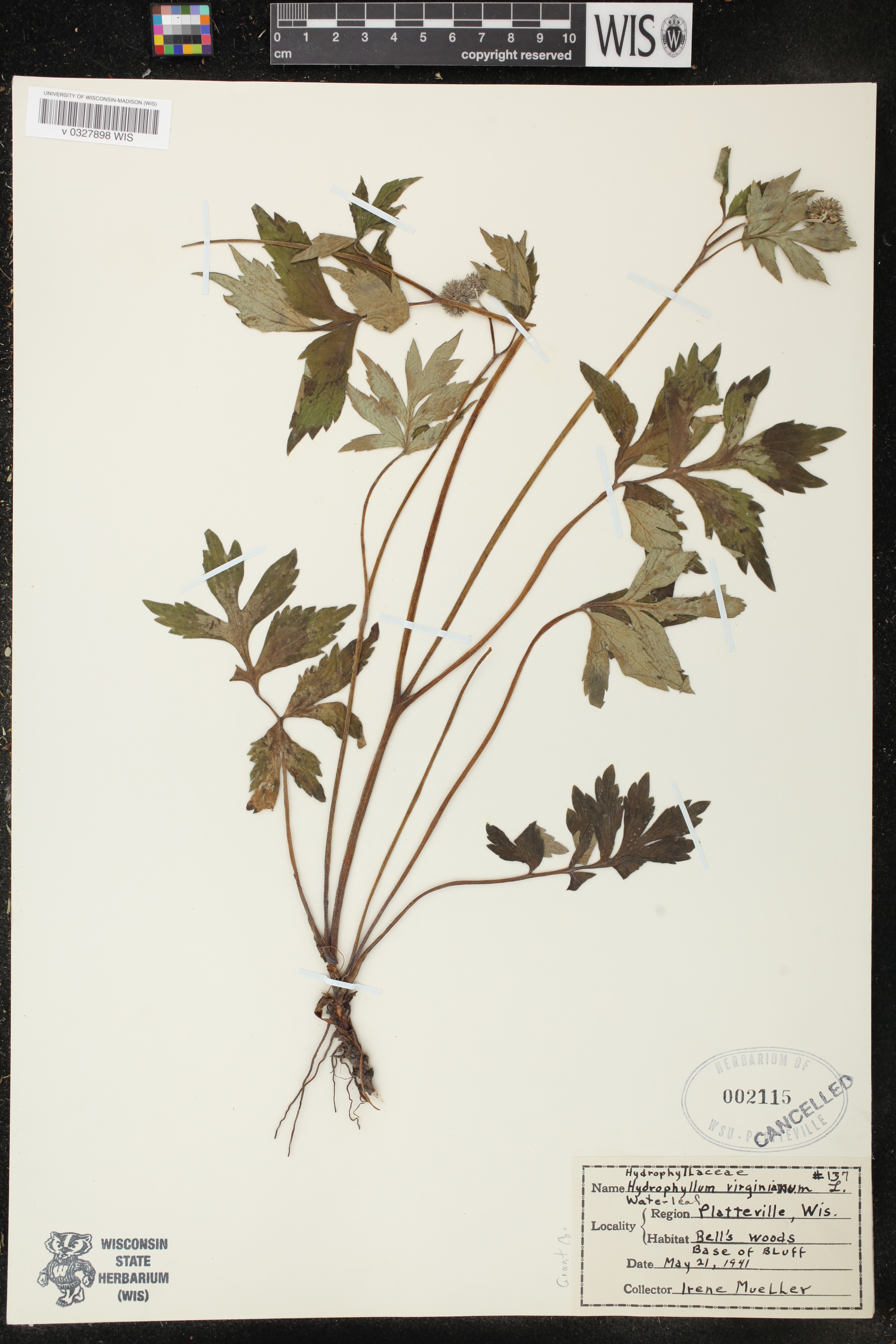 Hydrophyllum virginianum image