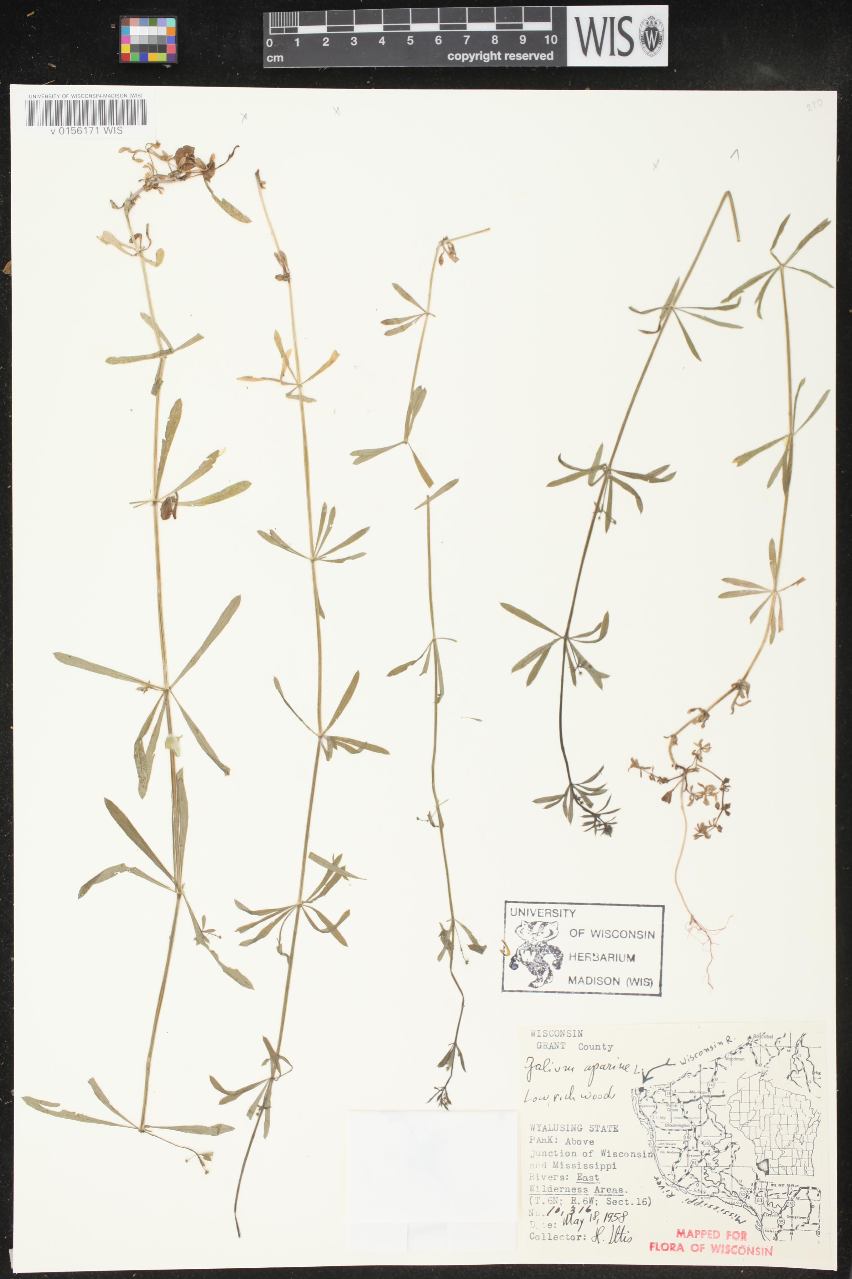 Galium aparine image