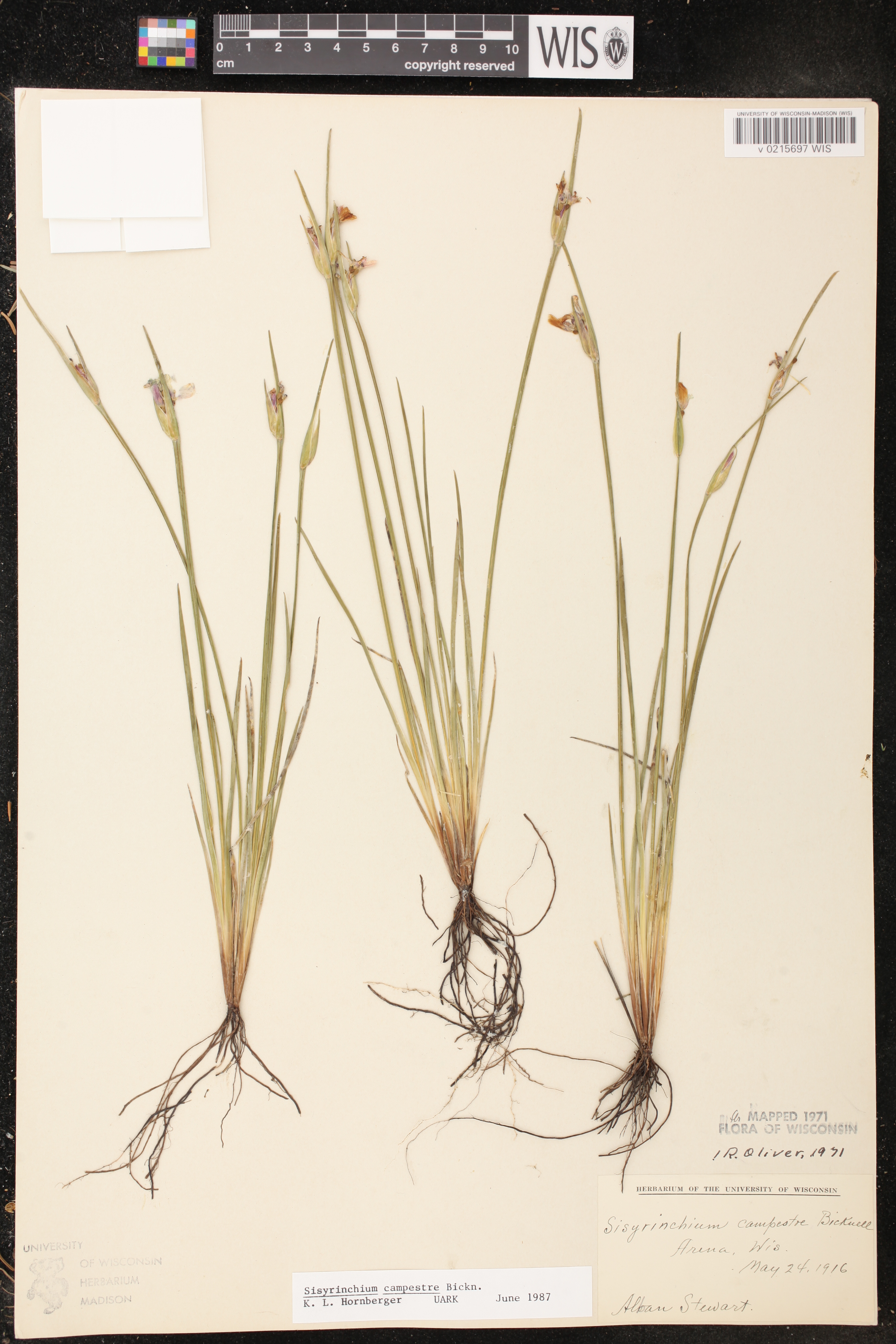 Sisyrinchium campestre image
