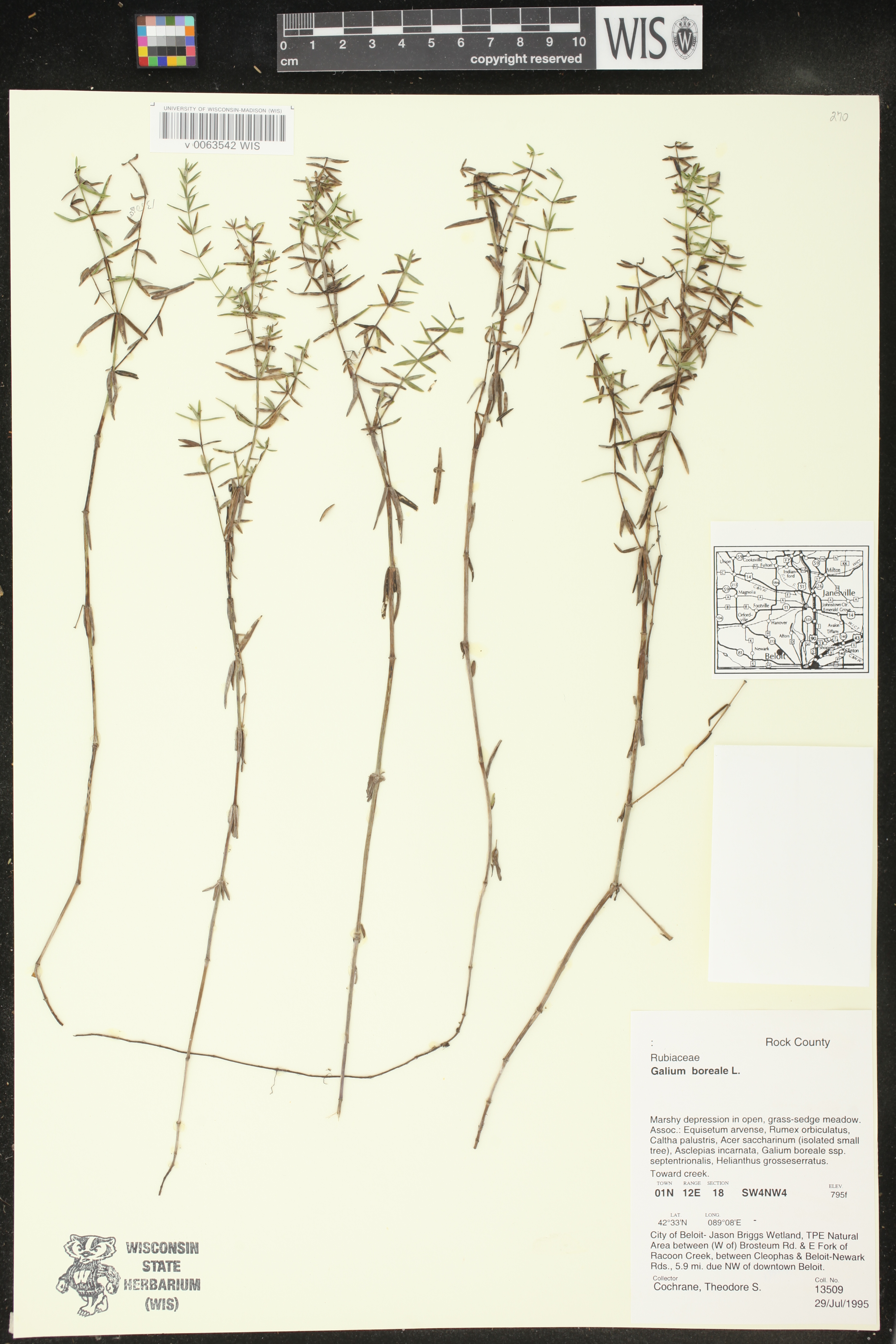 Galium boreale image