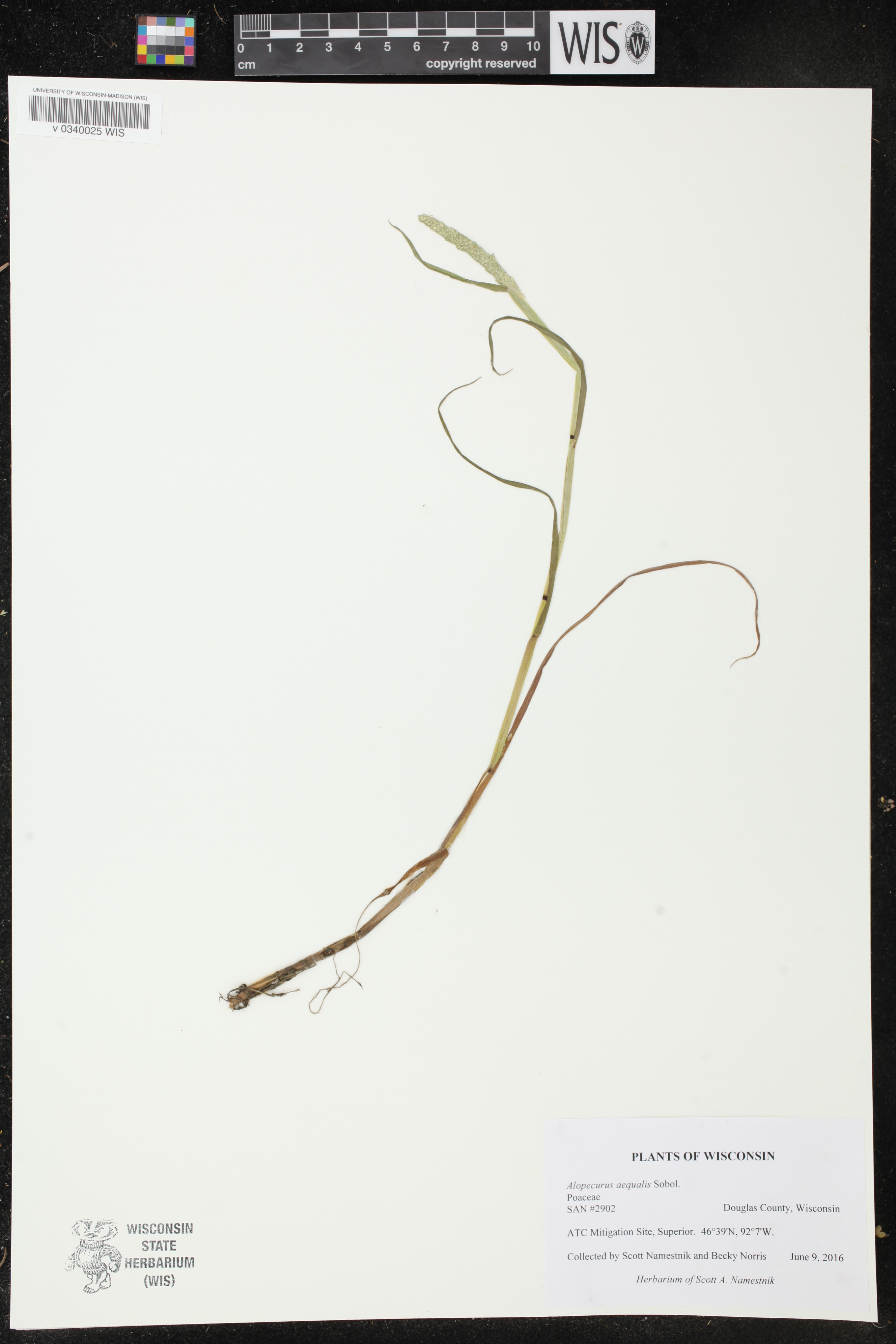 Alopecurus aequalis image