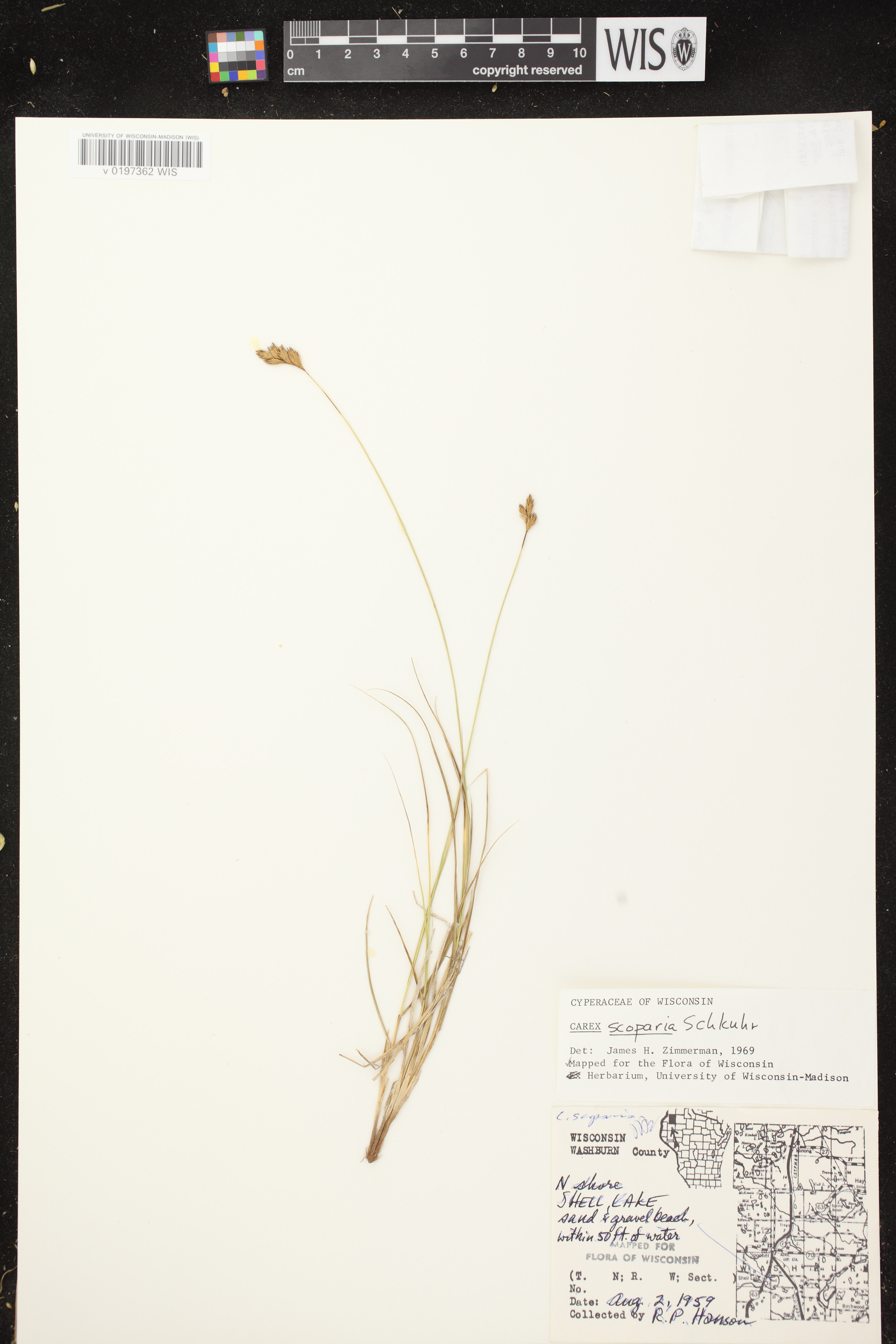 Carex scoparia var. scoparia image