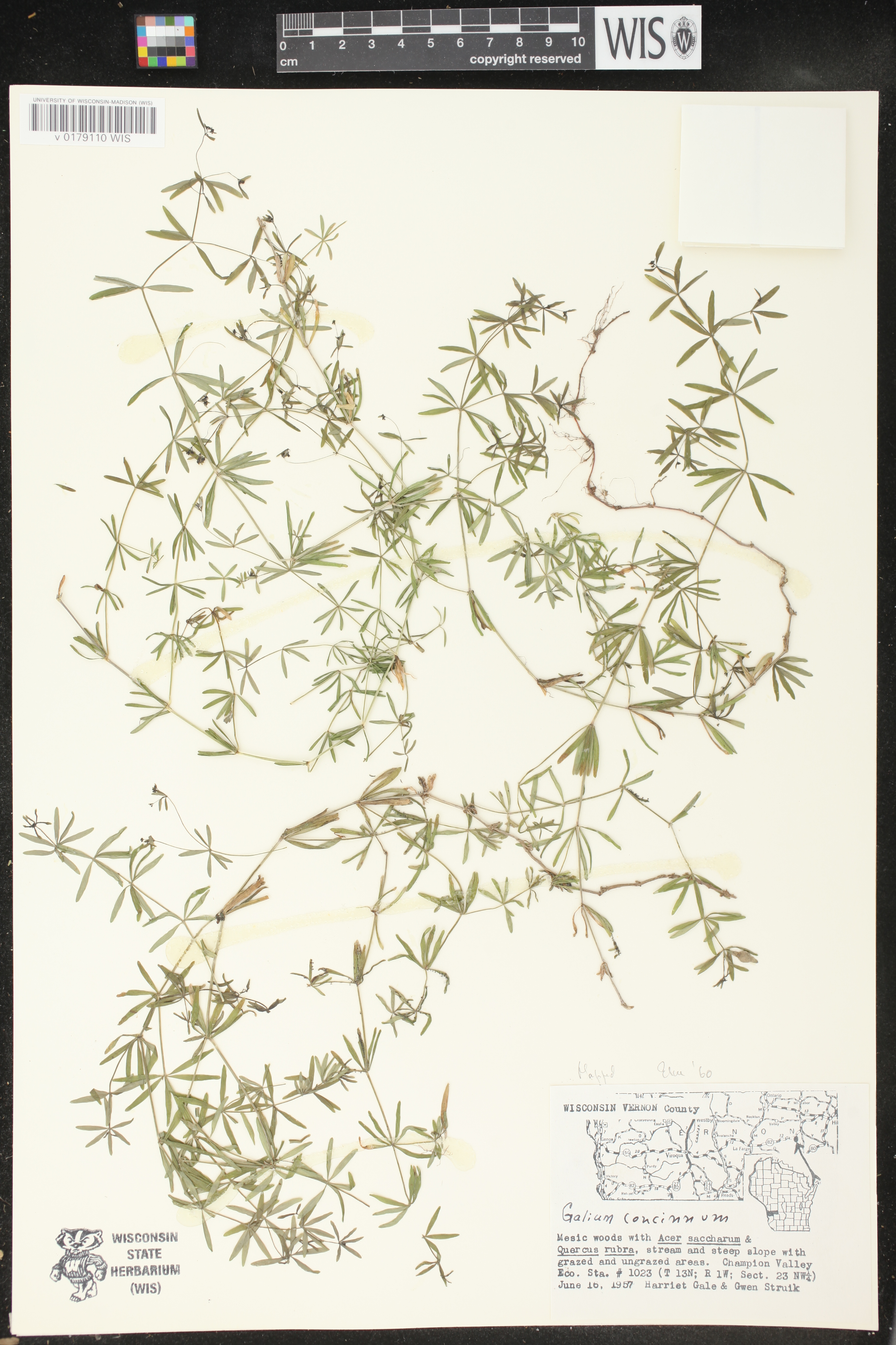 Galium concinnum image