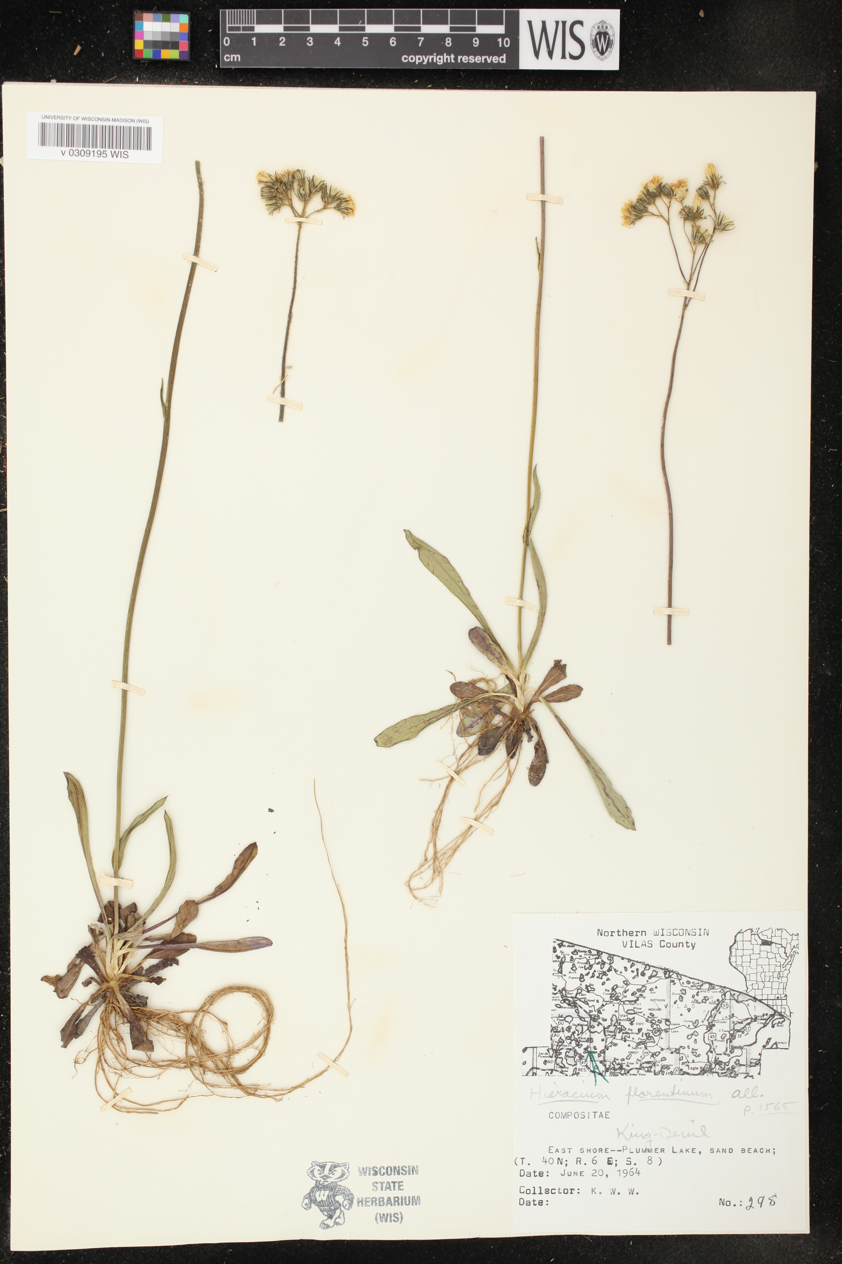Hieracium piloselloides image