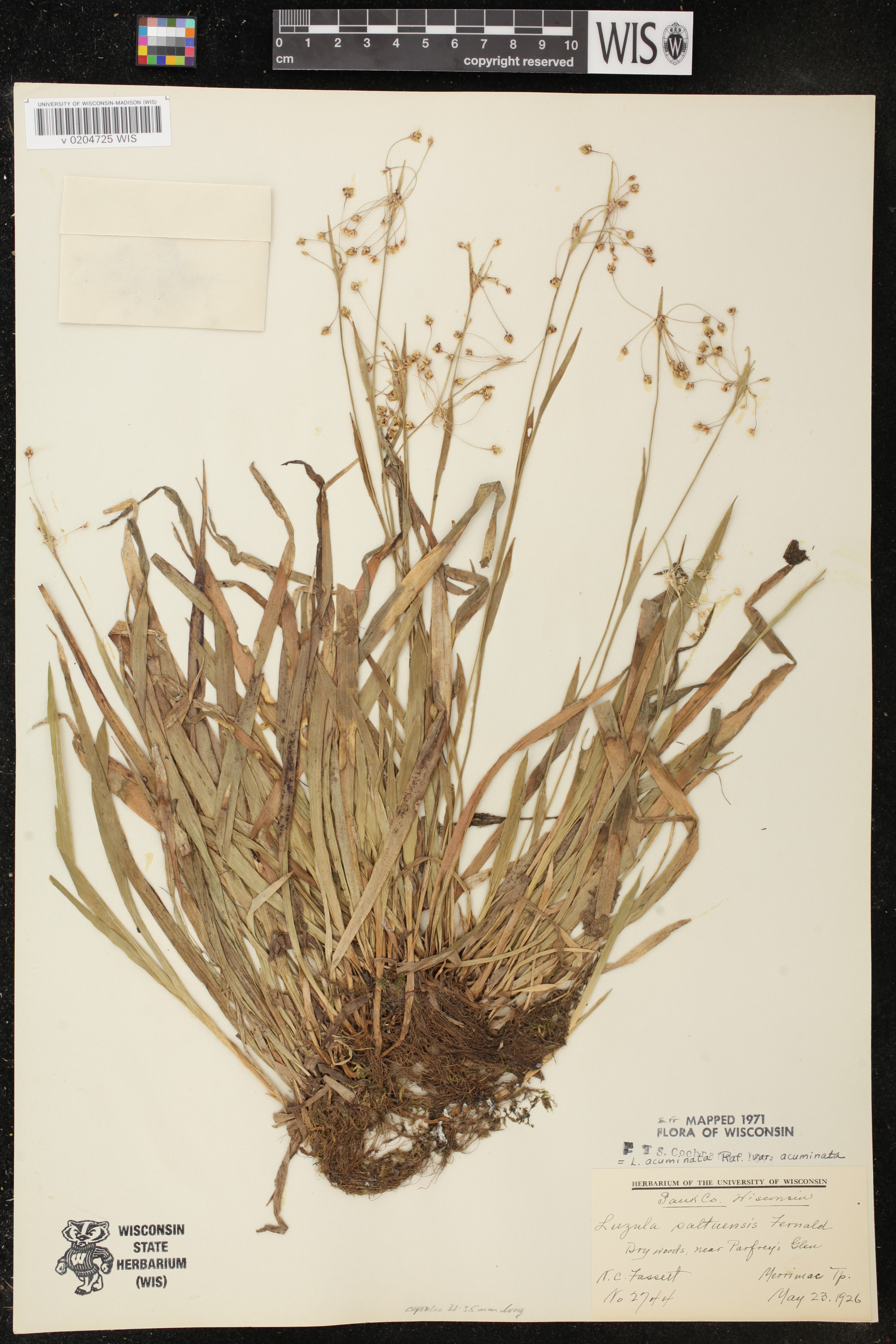Luzula acuminata image