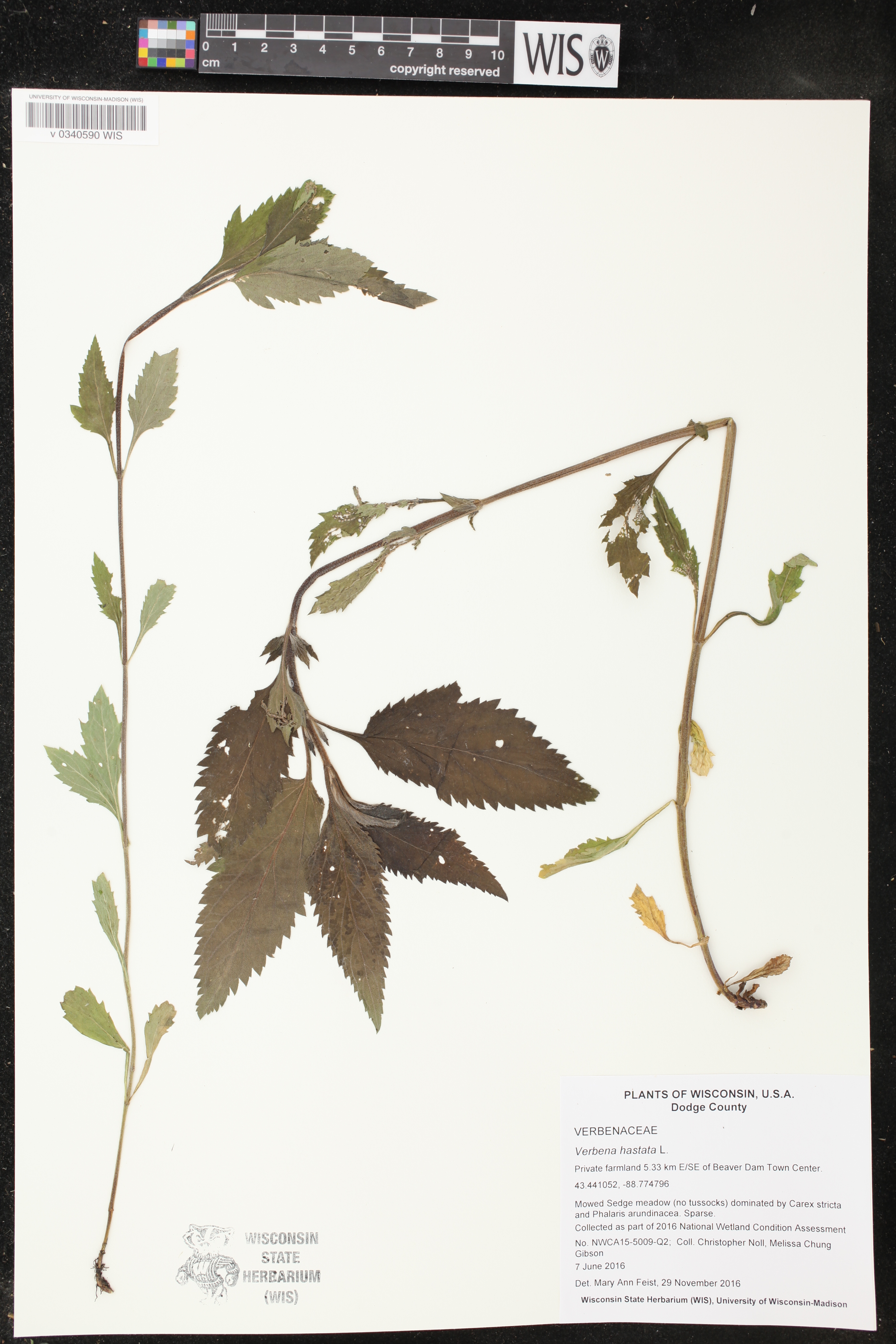 Verbena hastata image
