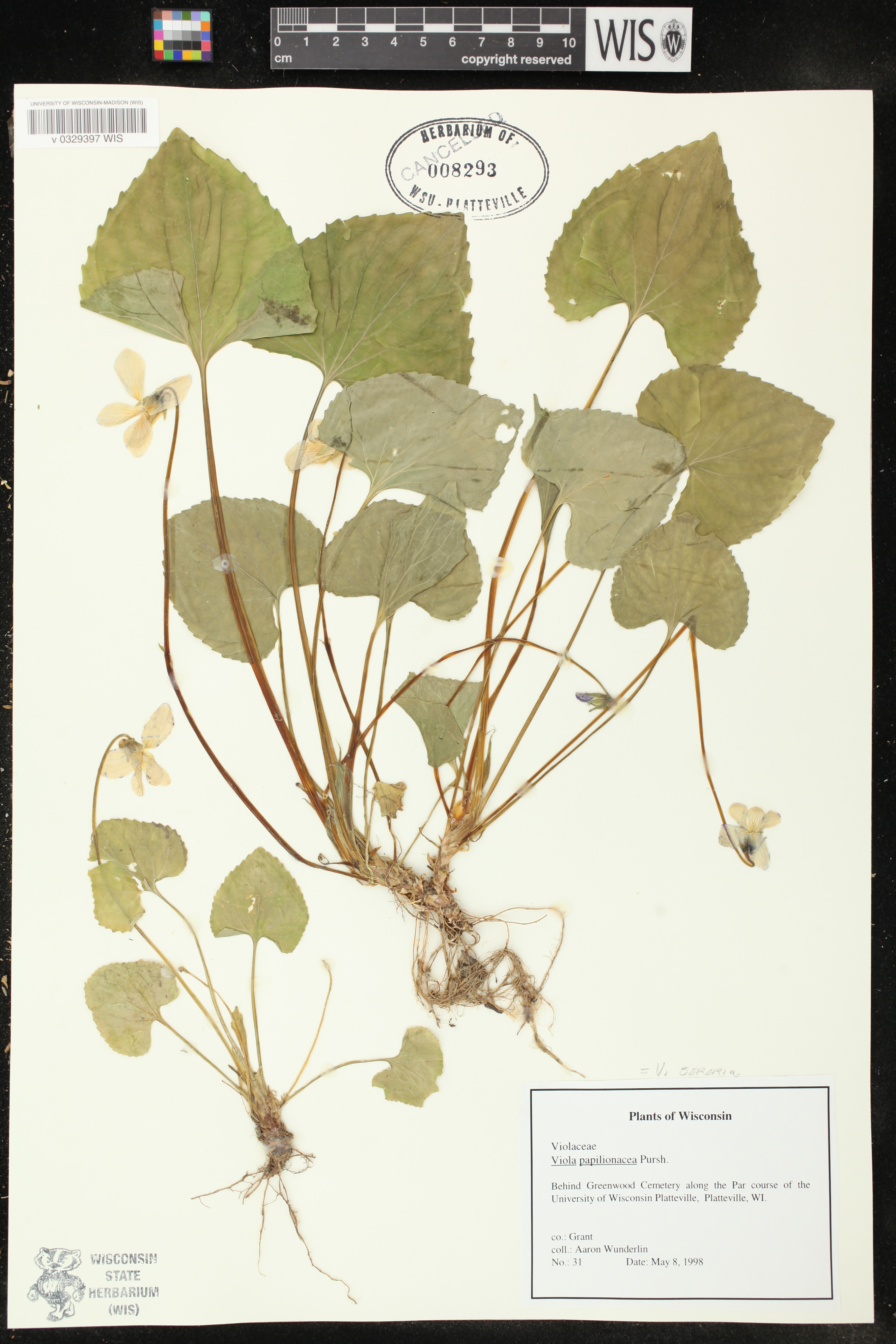 Viola sororia image
