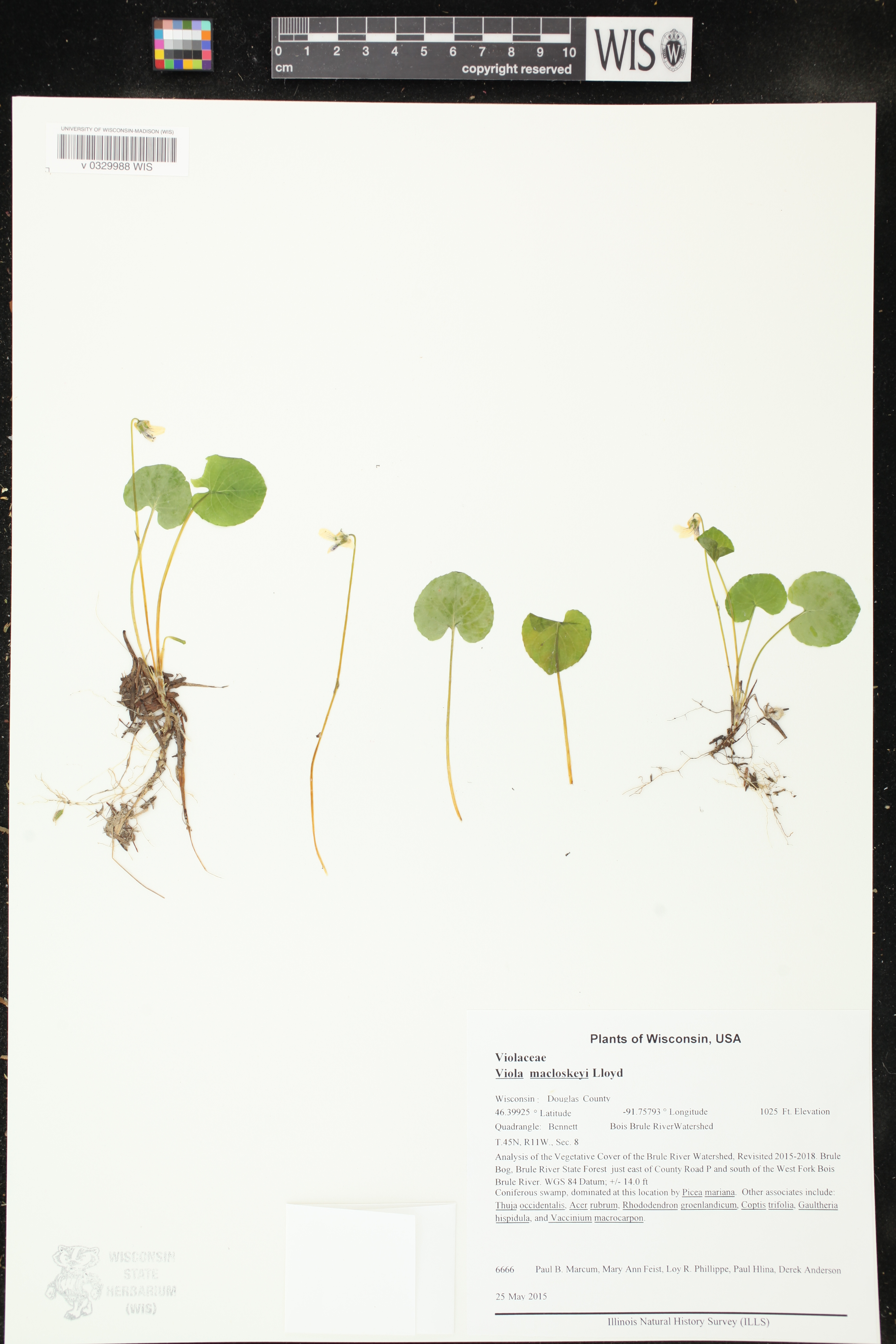 Viola macloskeyi image