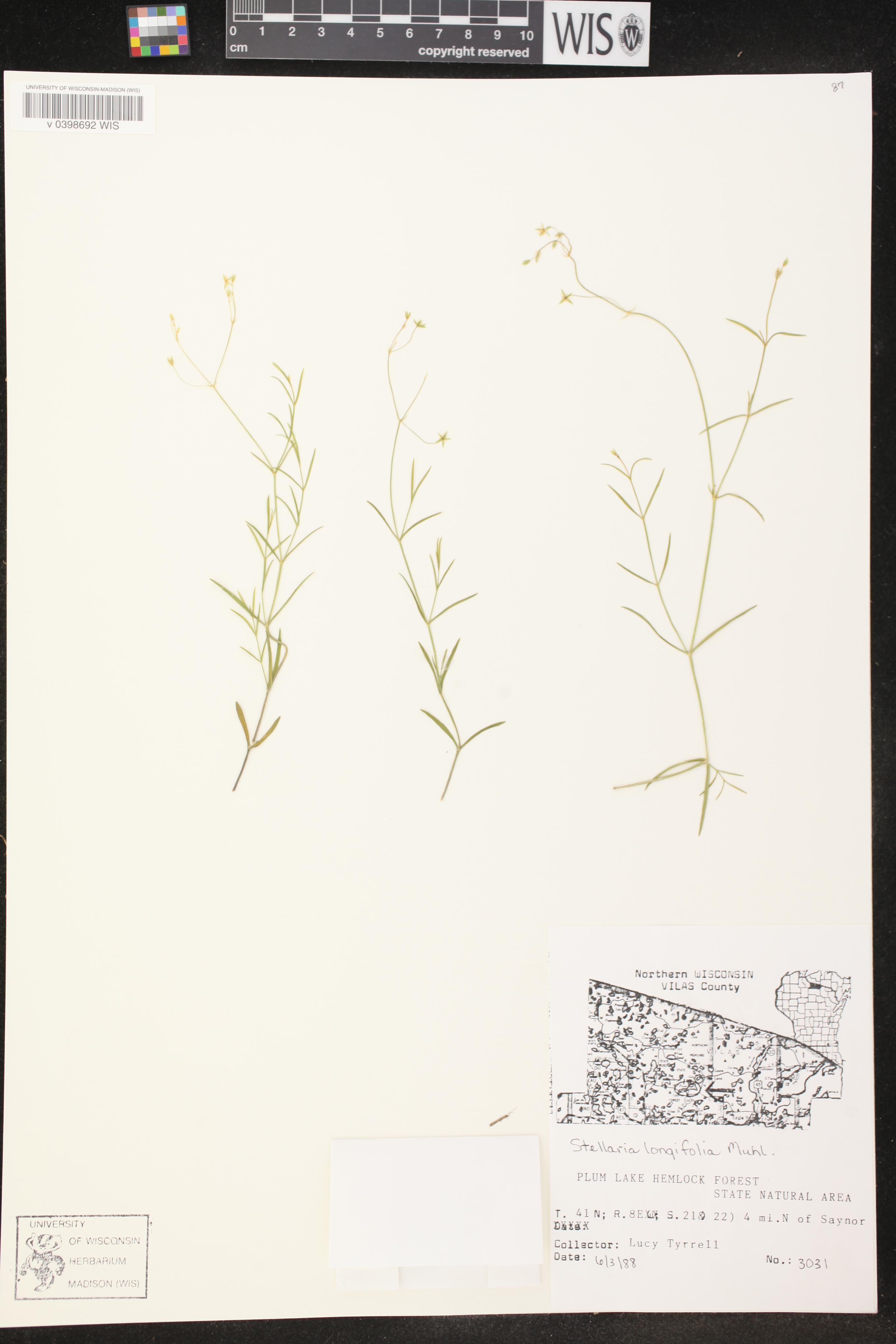Stellaria longifolia image