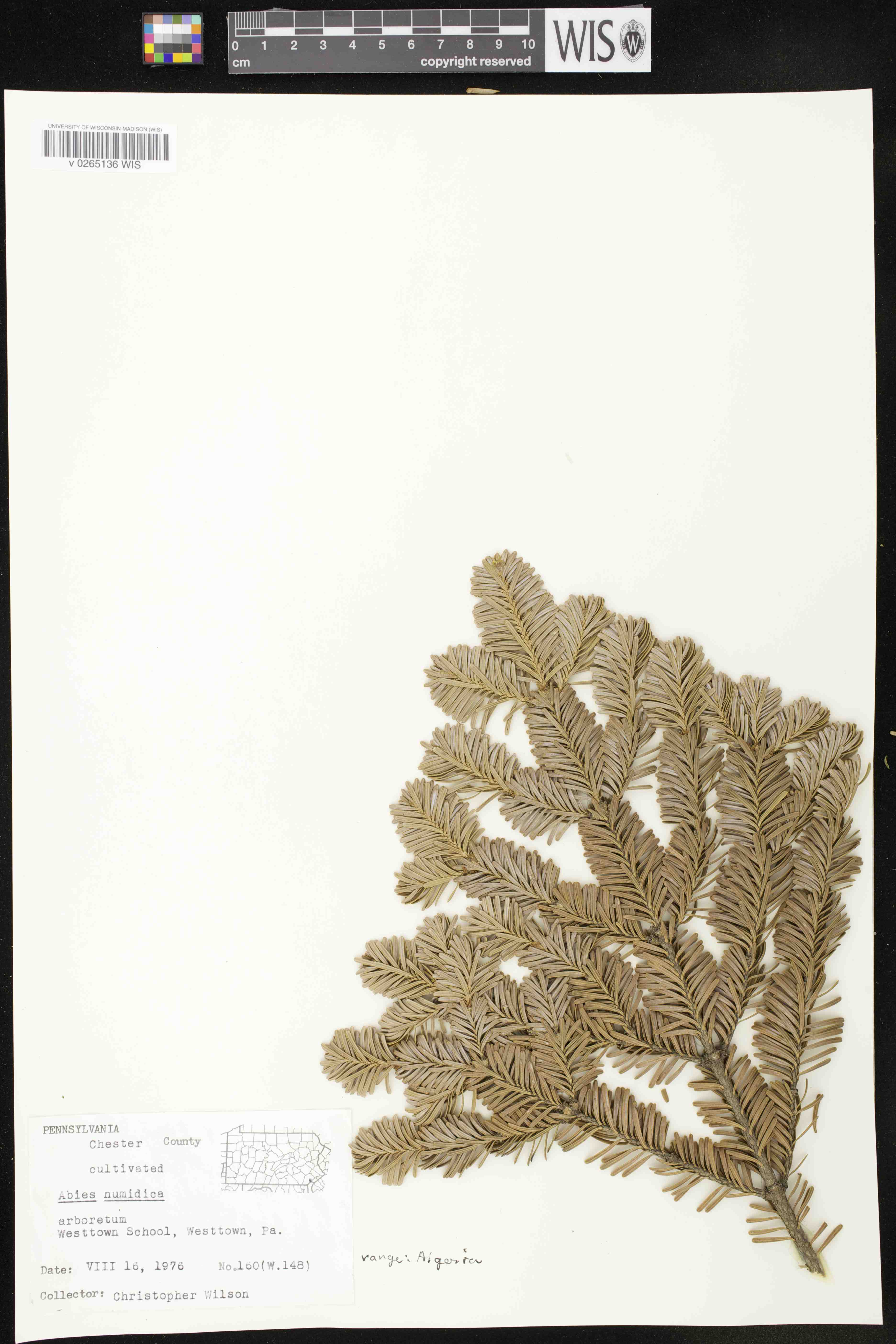 Abies numidica image
