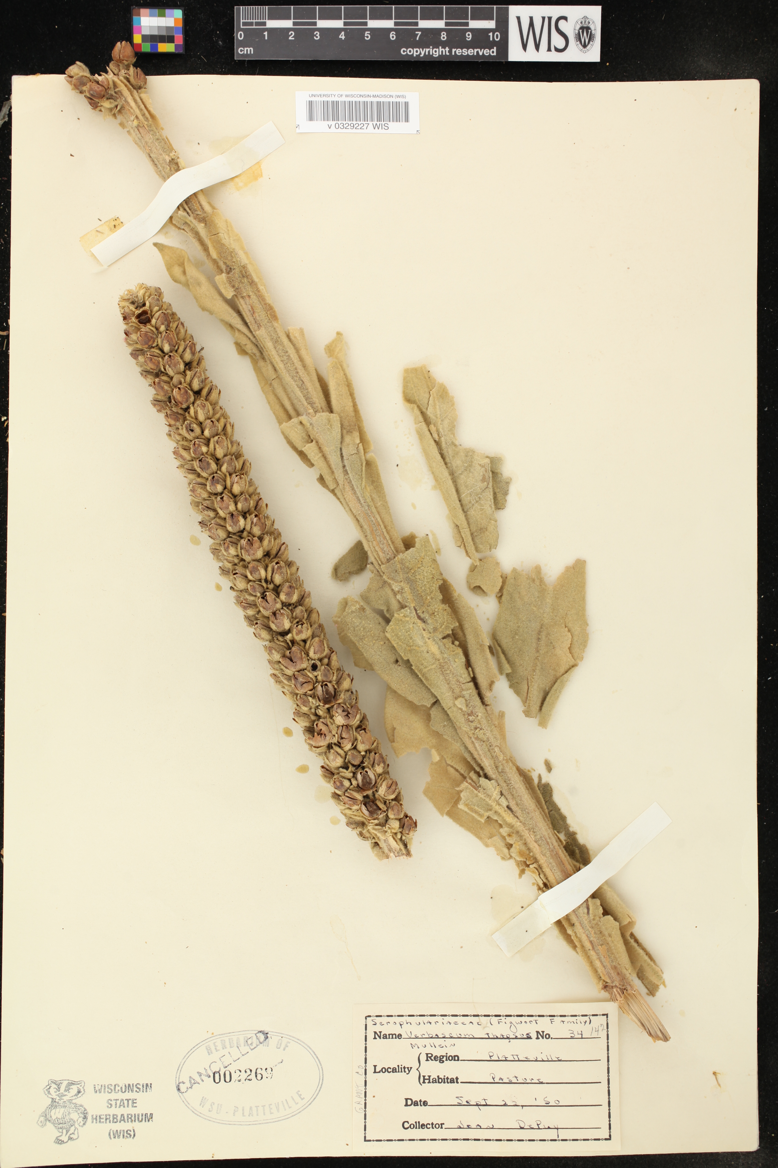 Verbascum thapsus image