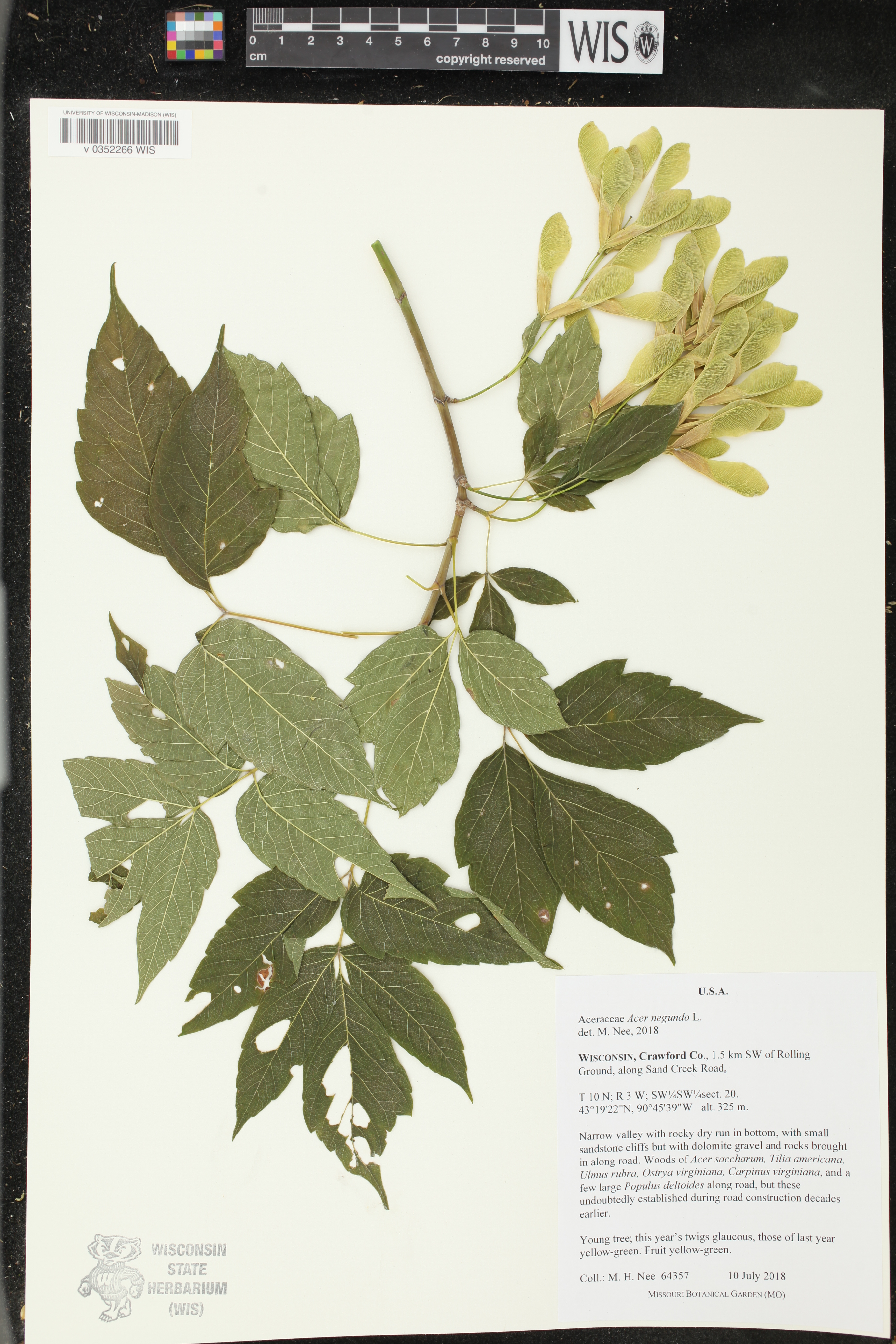 Acer negundo image