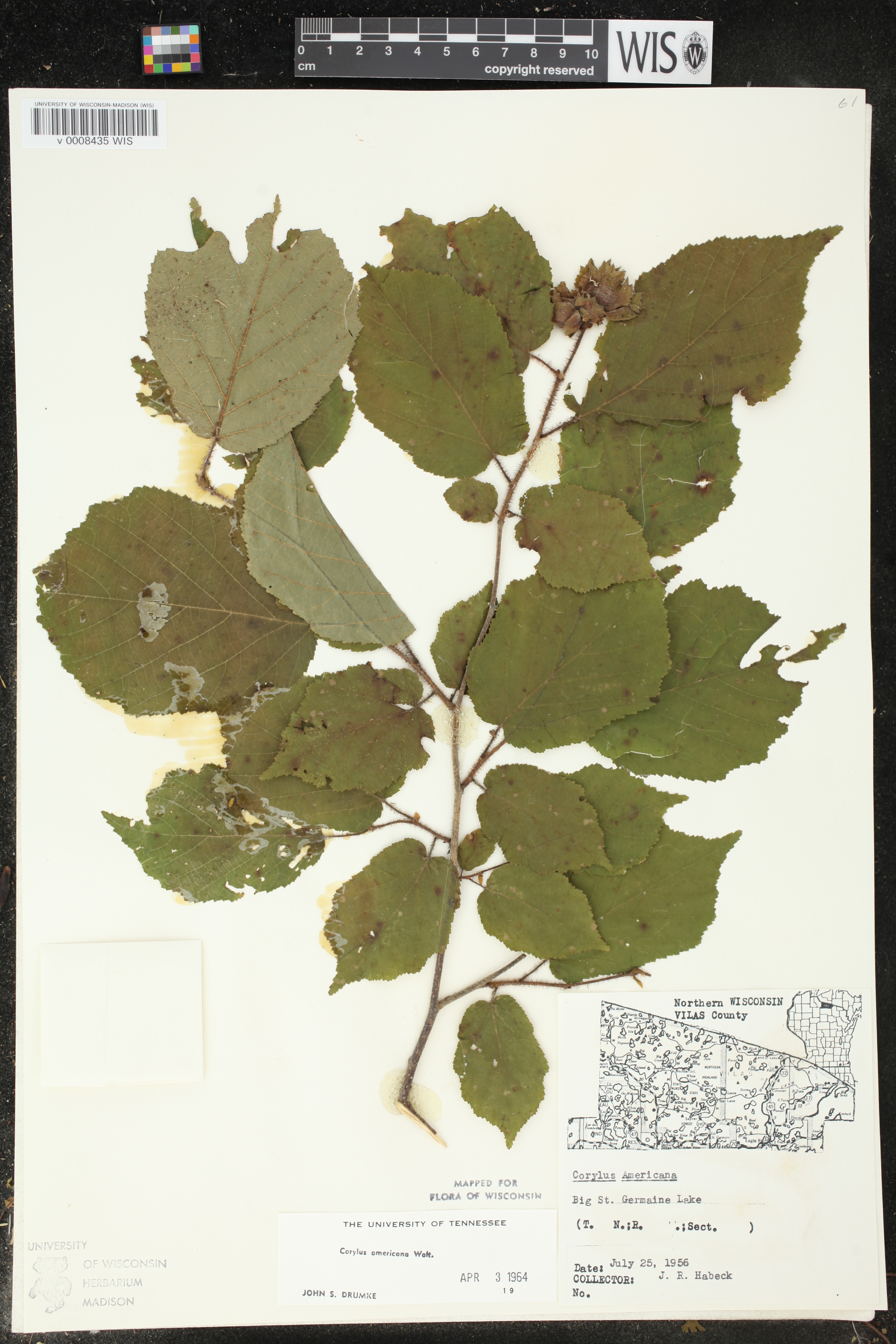 Corylus americana image