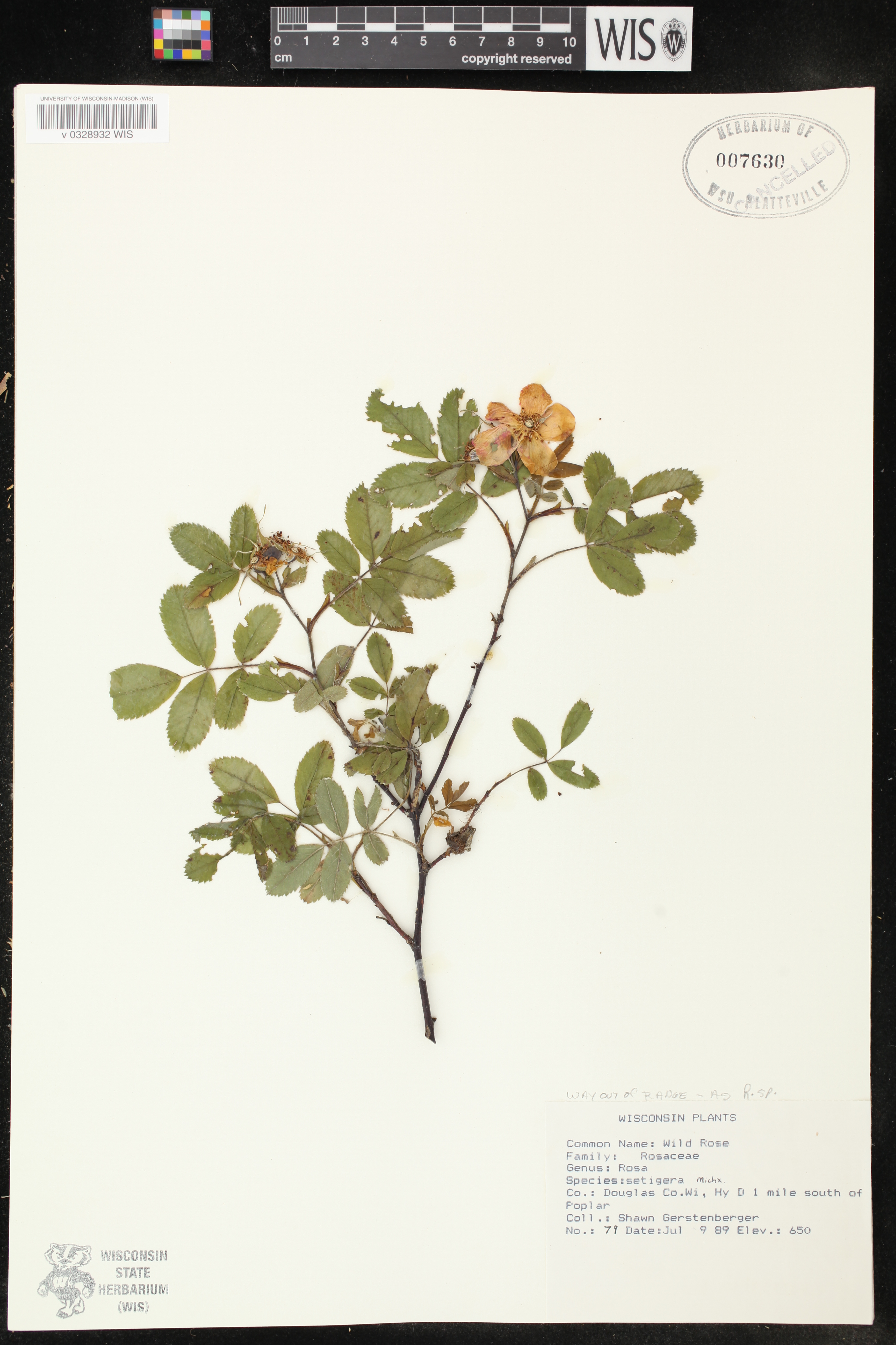 Rosa blanda image