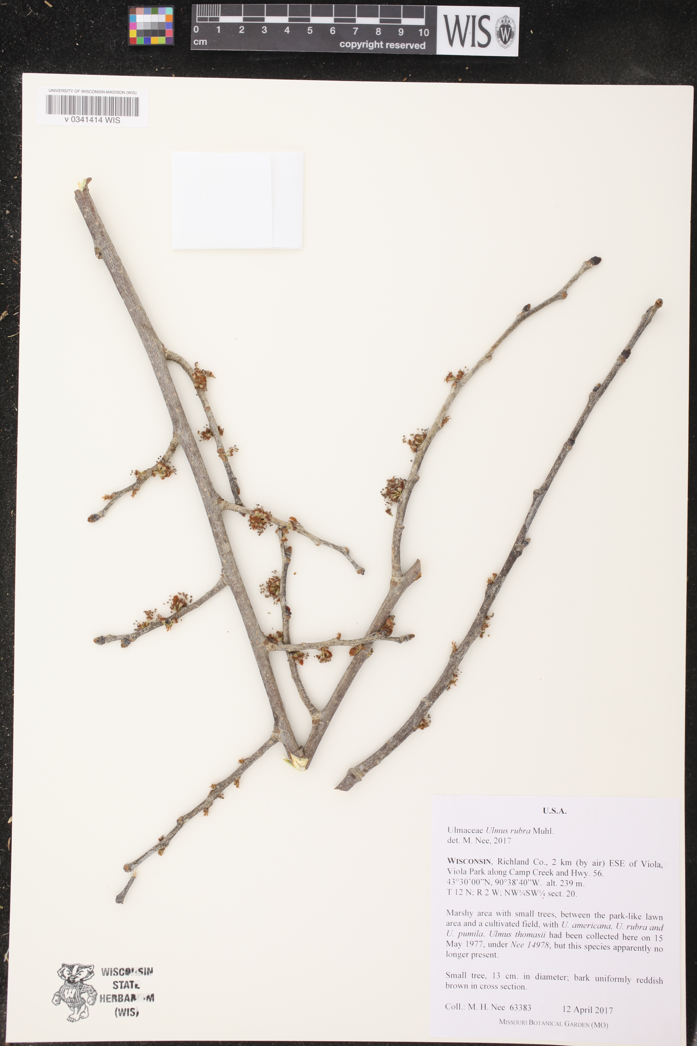 Ulmus rubra image
