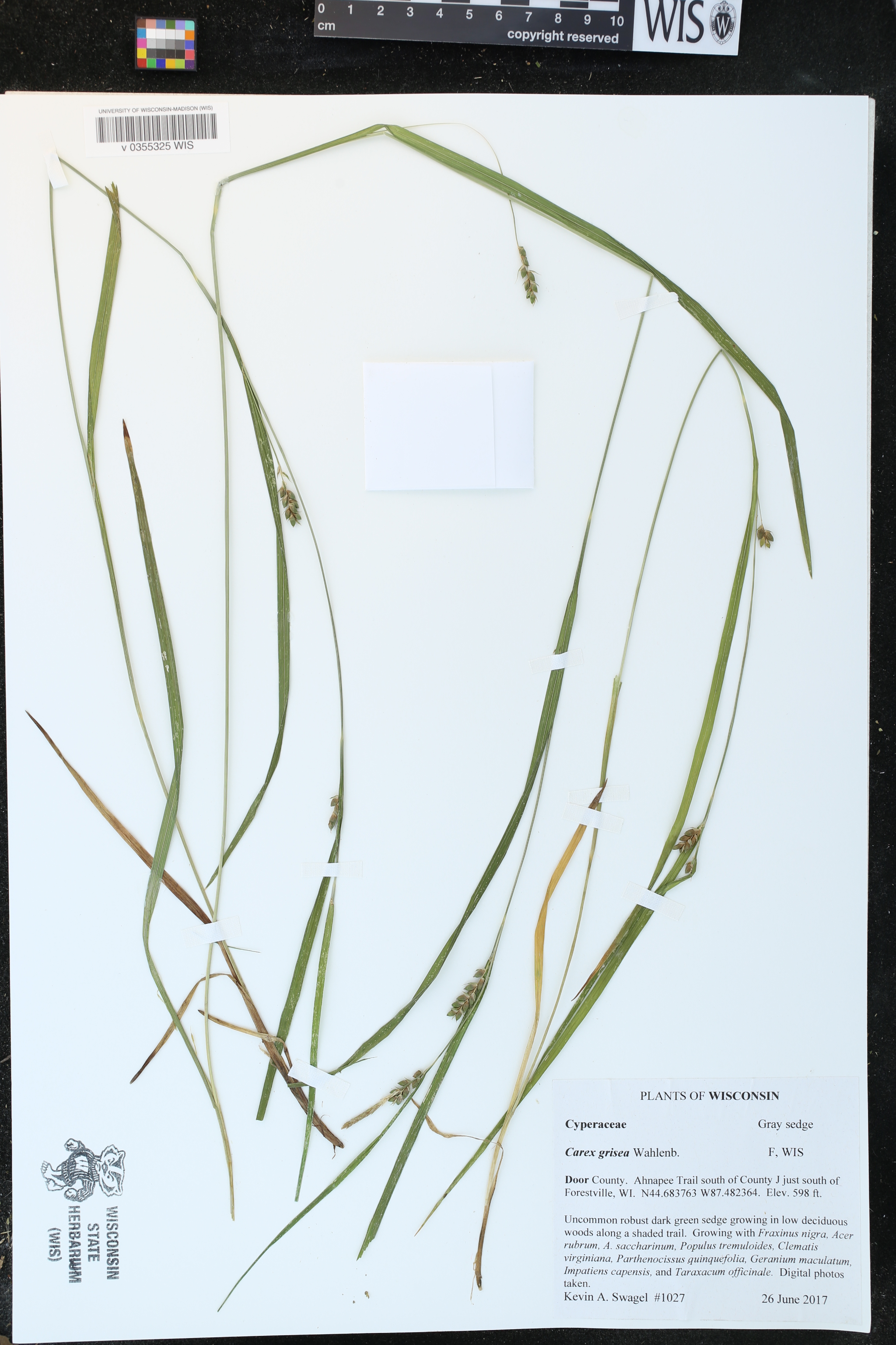 Carex grisea image