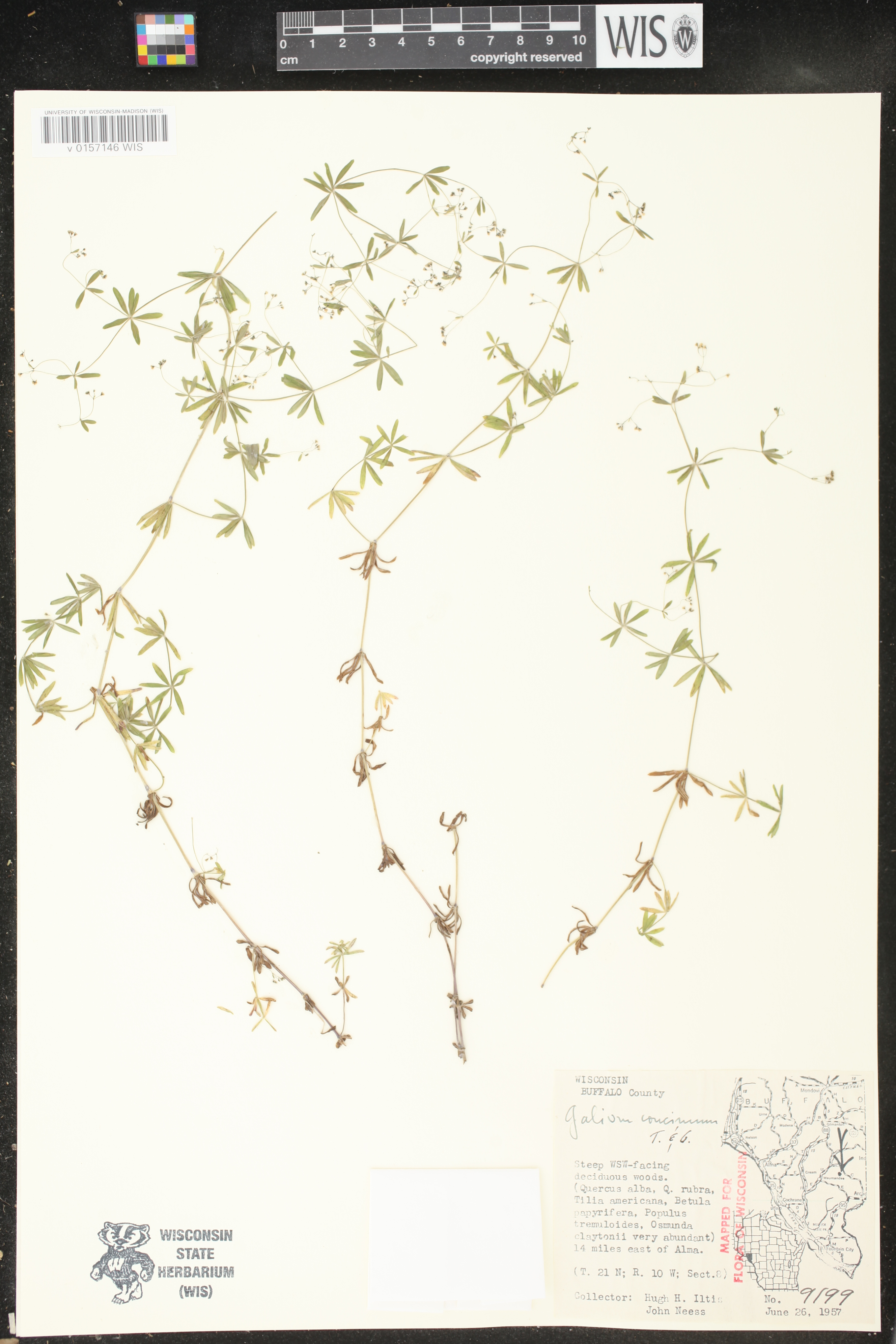 Galium concinnum image
