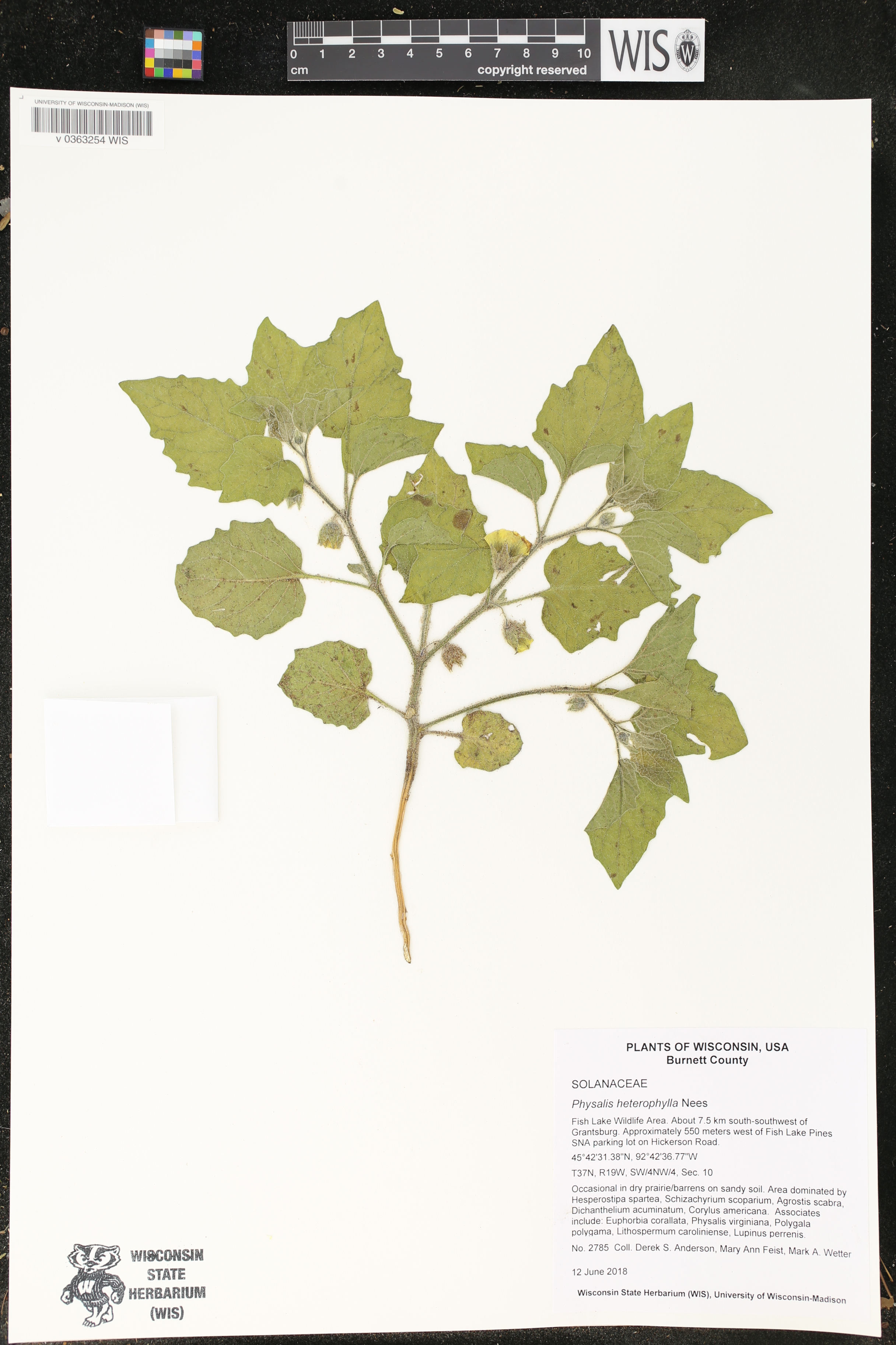 Physalis heterophylla image