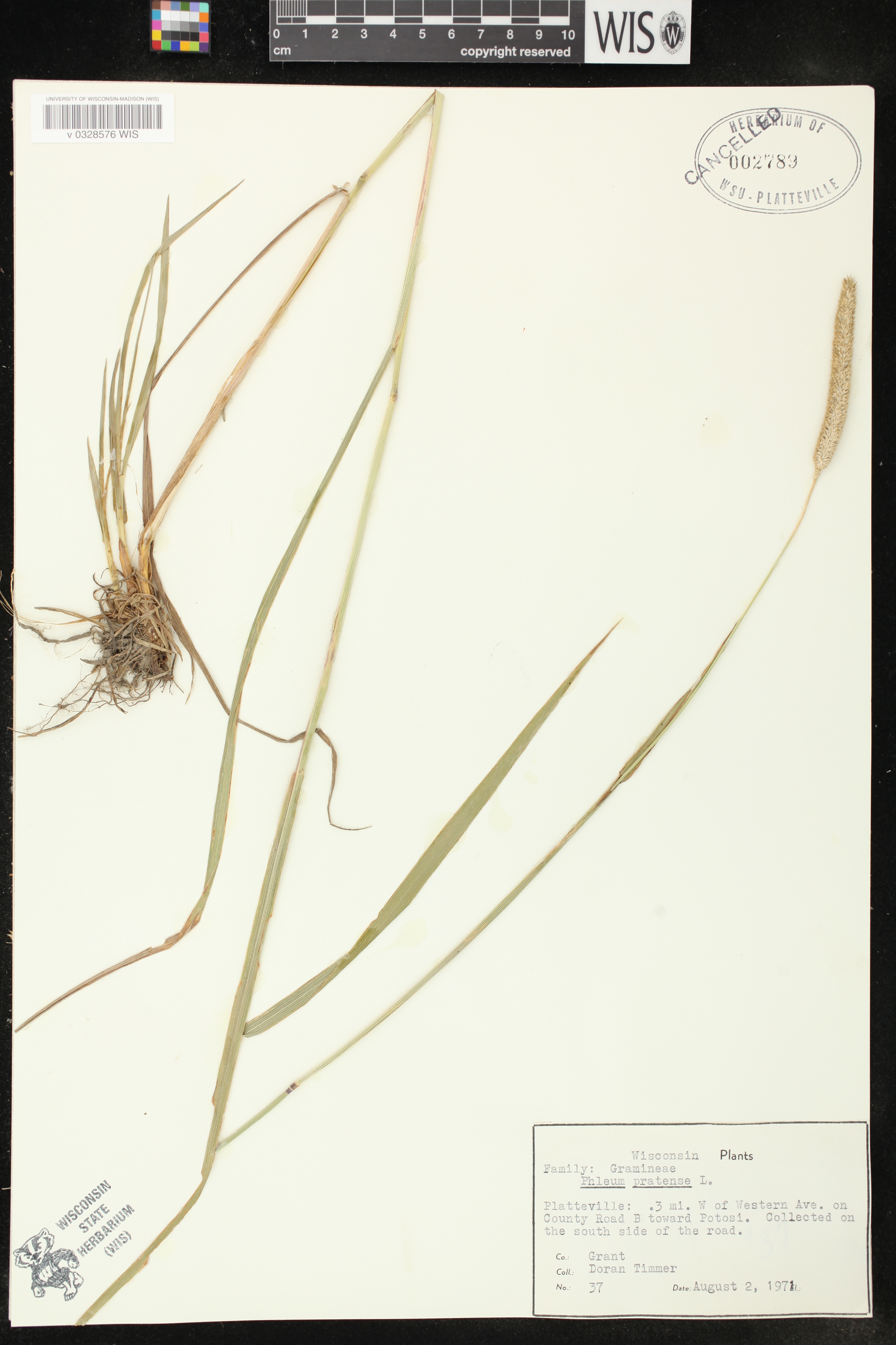 Phleum pratense subsp. pratense image
