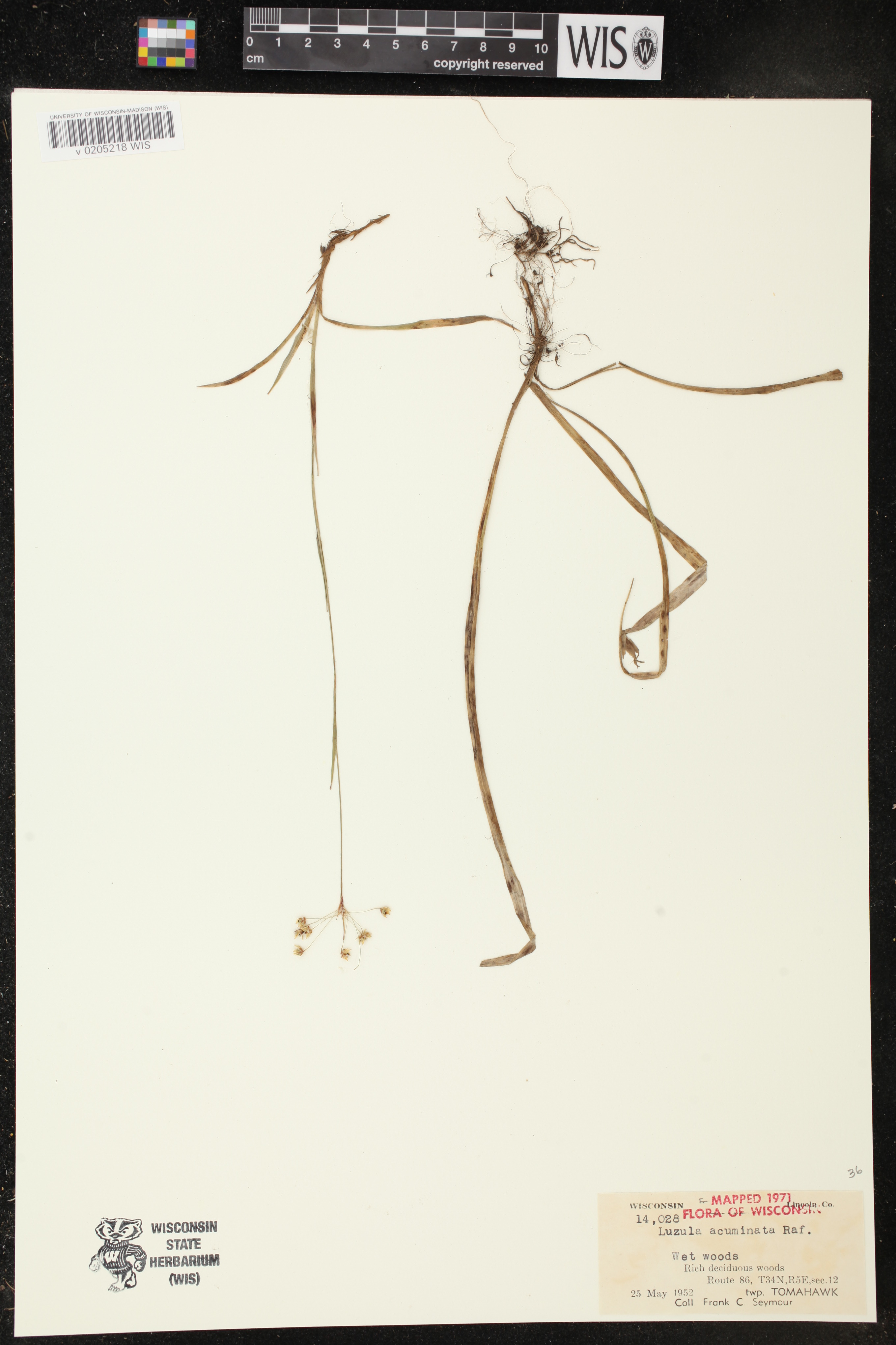 Luzula acuminata image