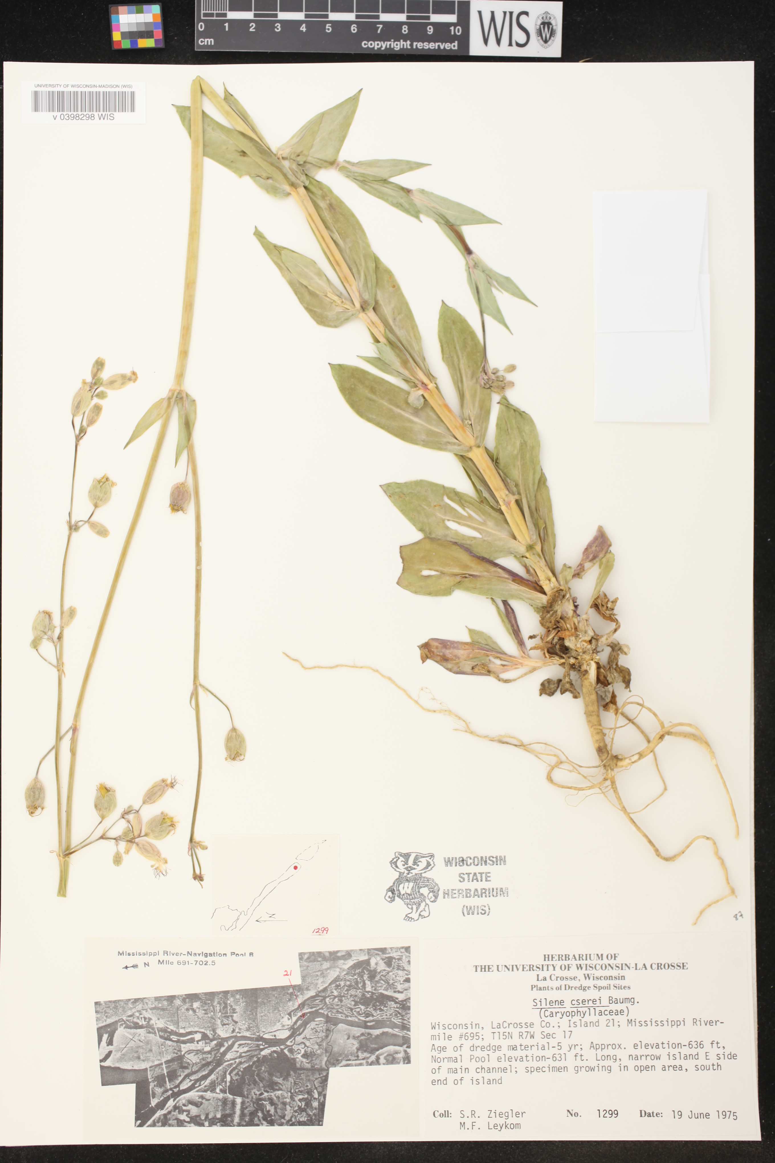 Silene csereii image