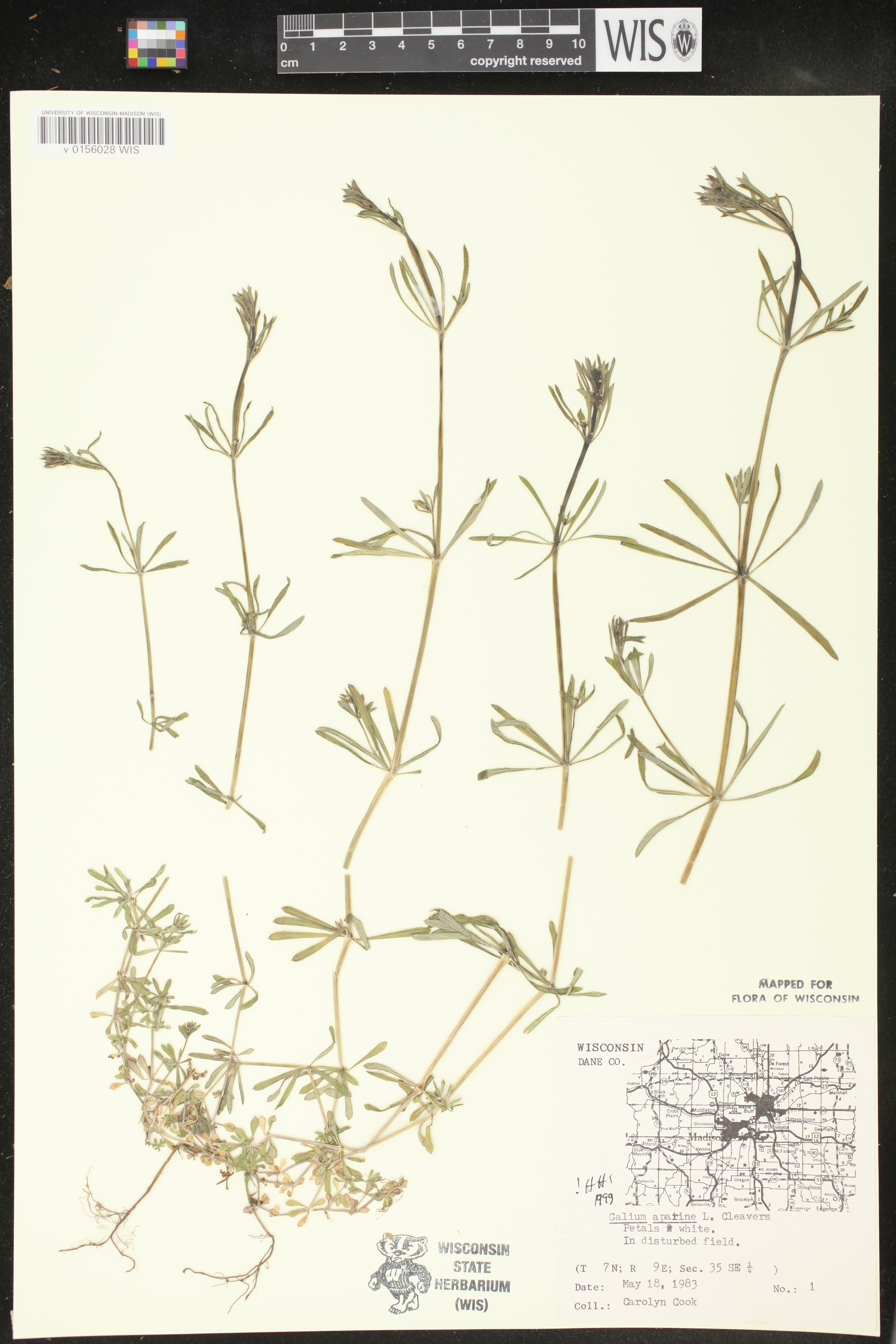 Galium aparine image