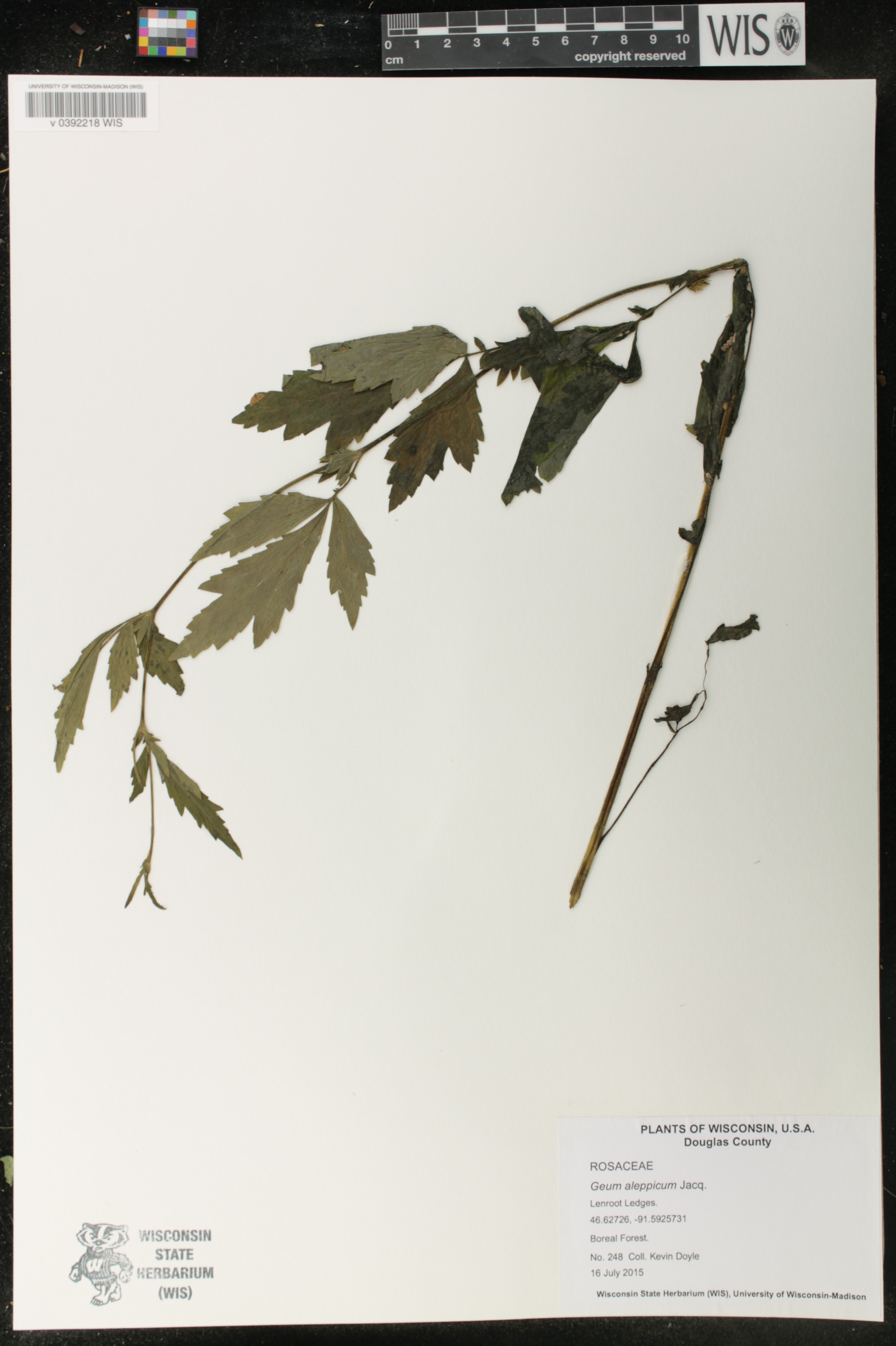 Geum aleppicum image