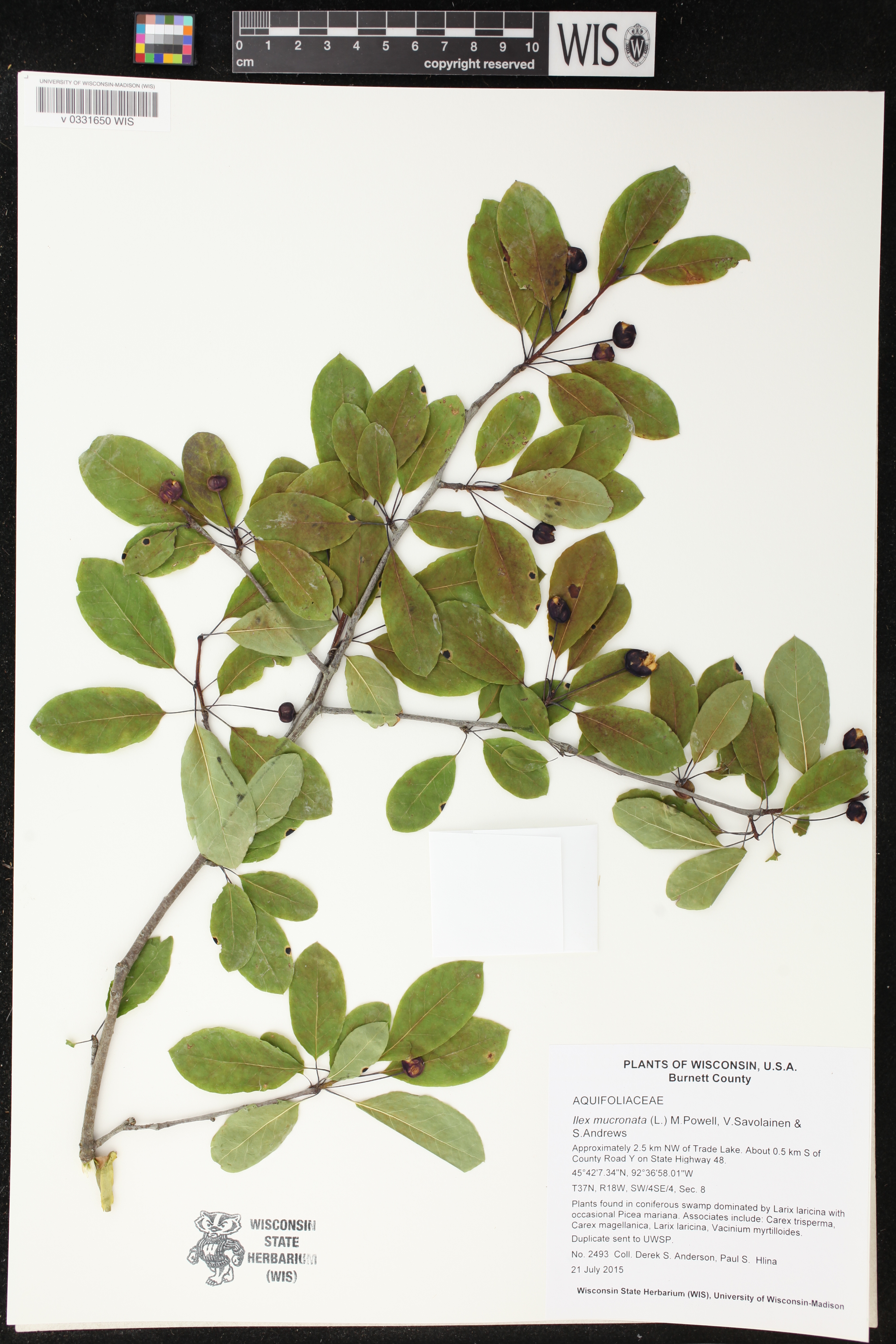 Ilex mucronata image