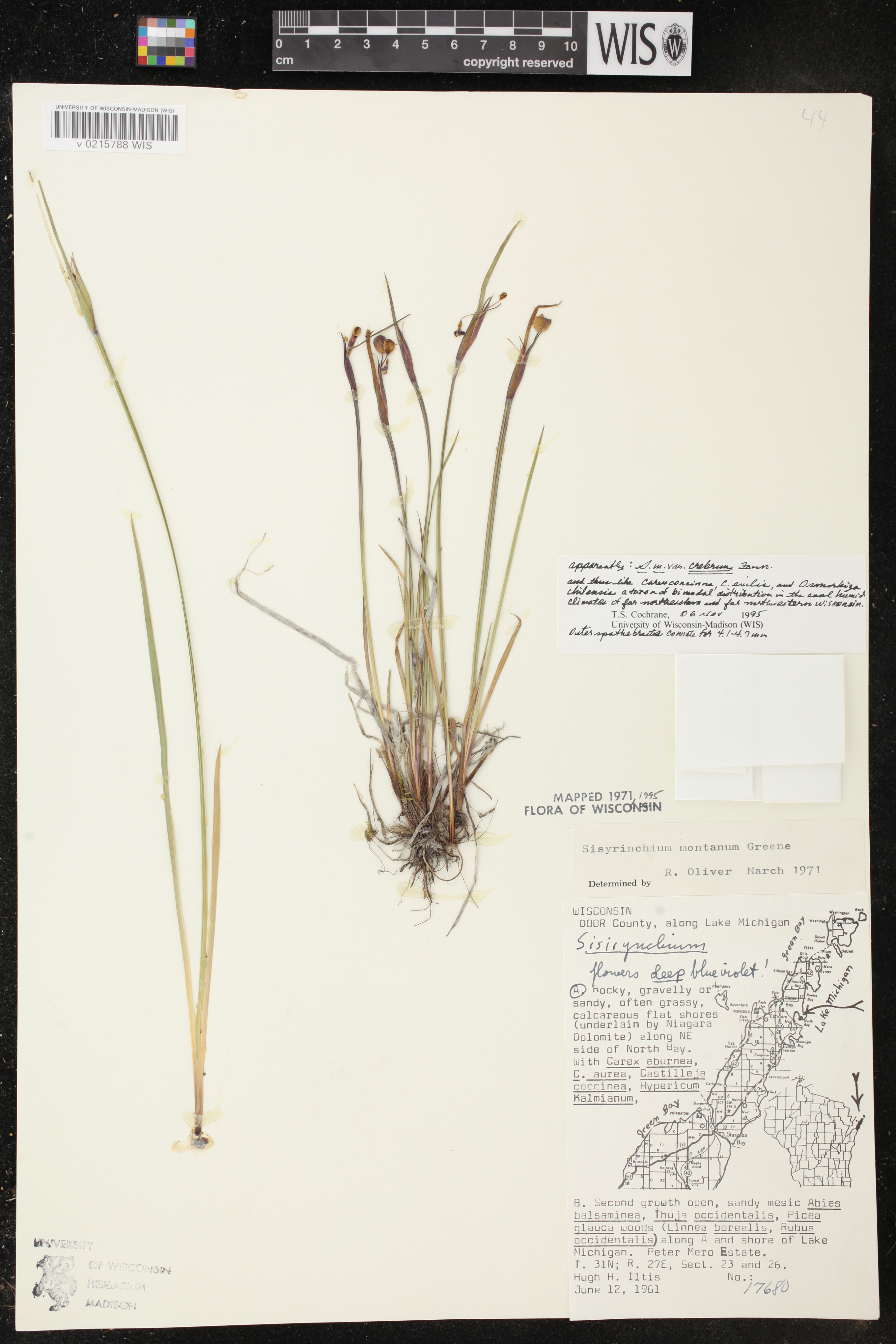 Sisyrinchium montanum image
