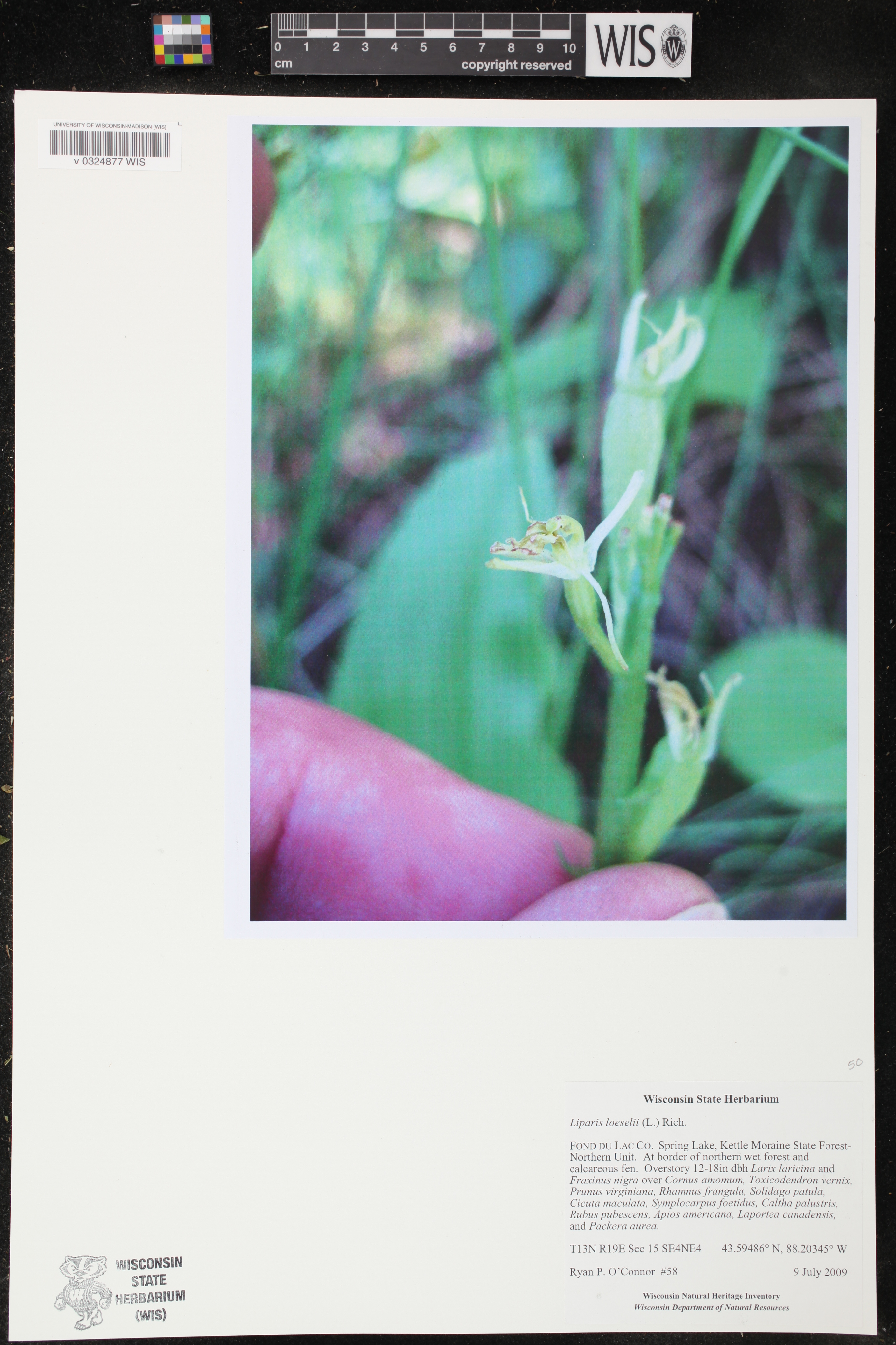 Liparis loeselii image