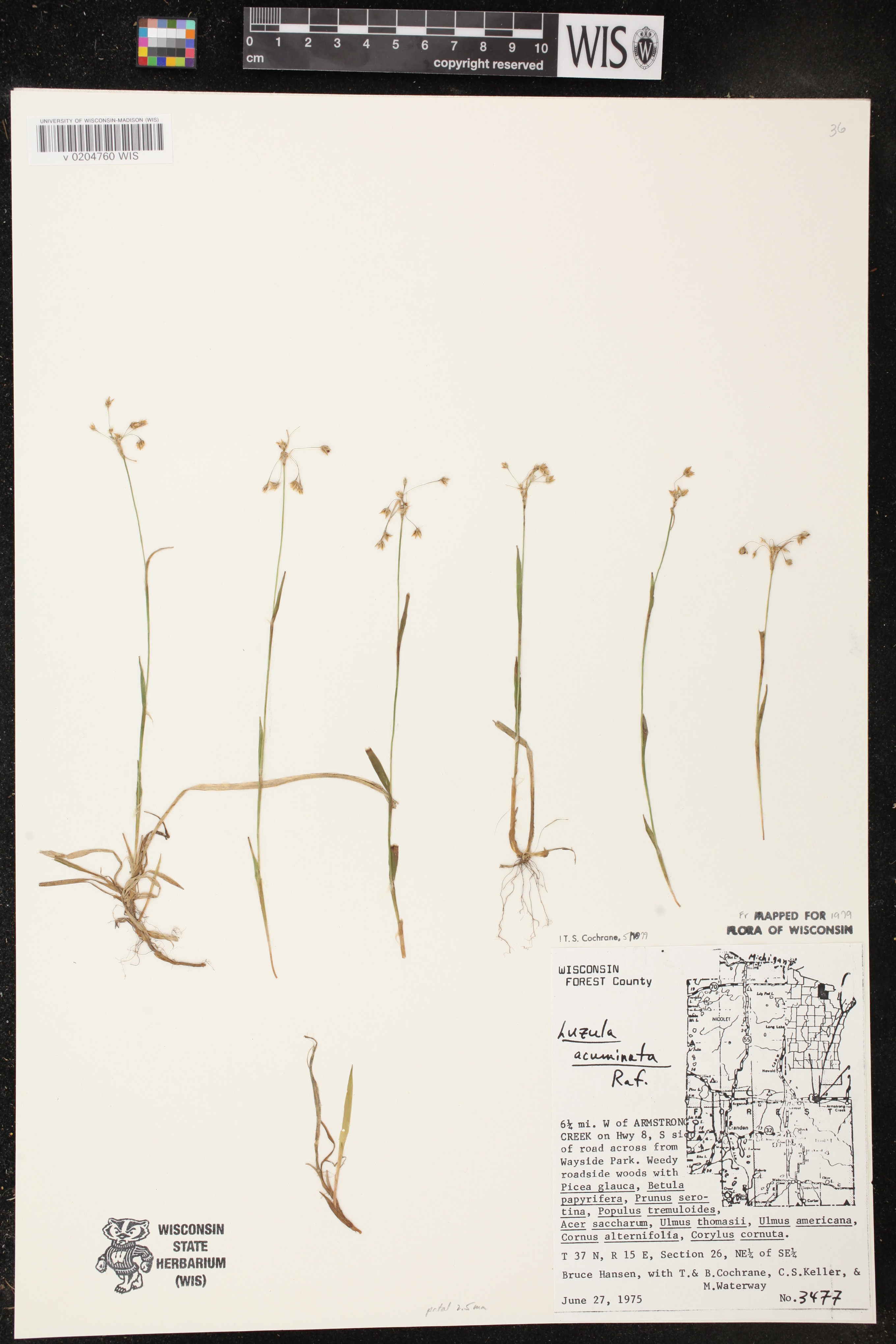 Luzula acuminata image