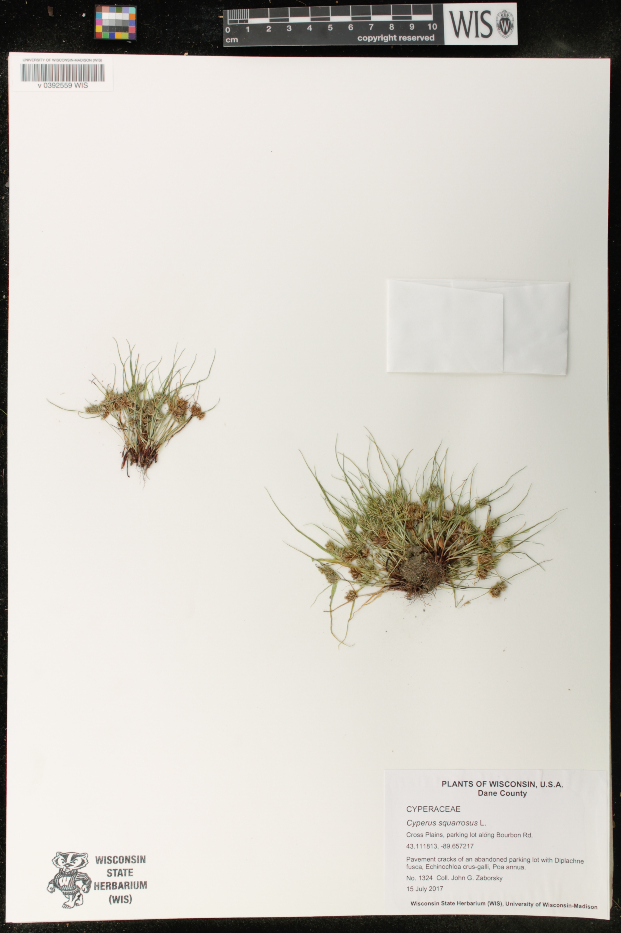 Cyperus squarrosus image