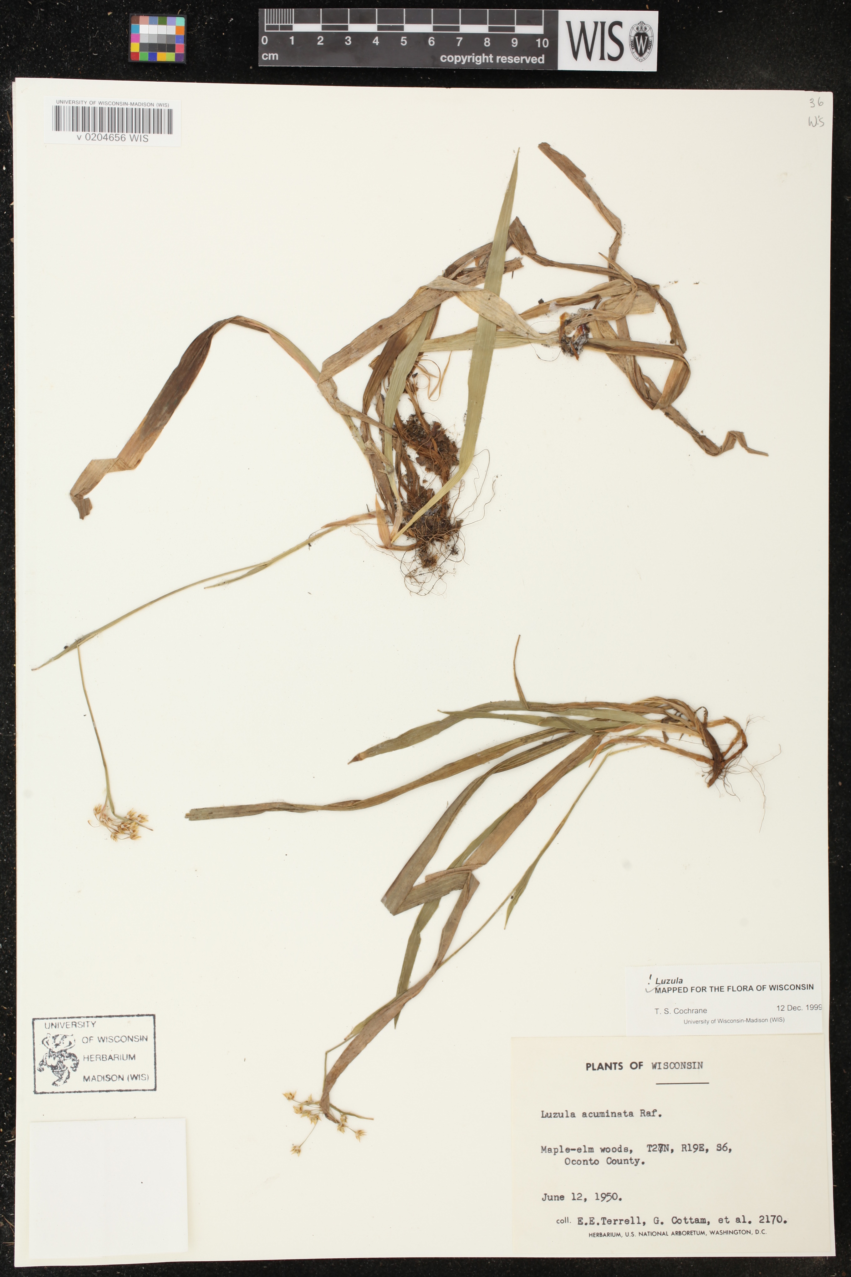Luzula acuminata image