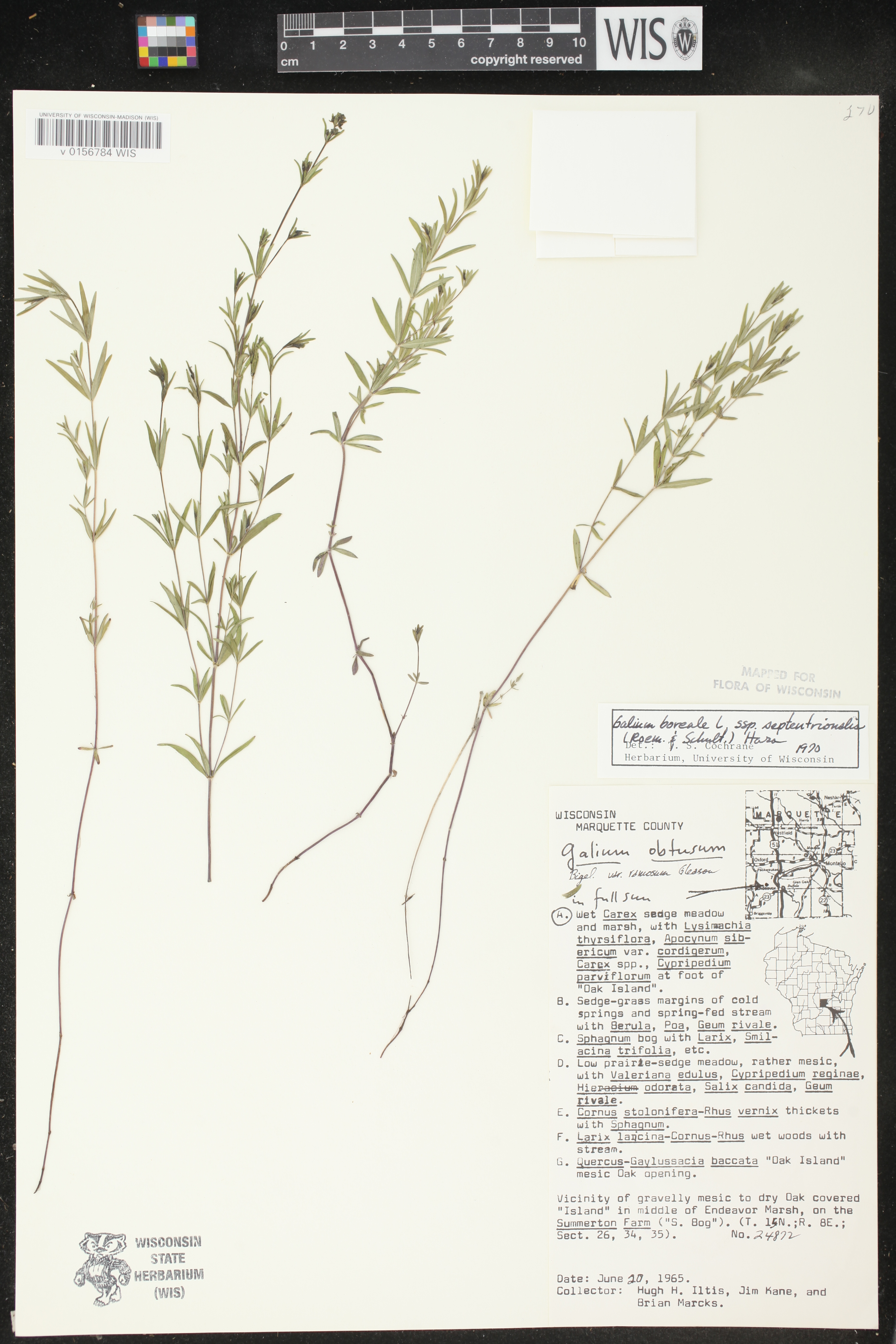 Galium boreale image